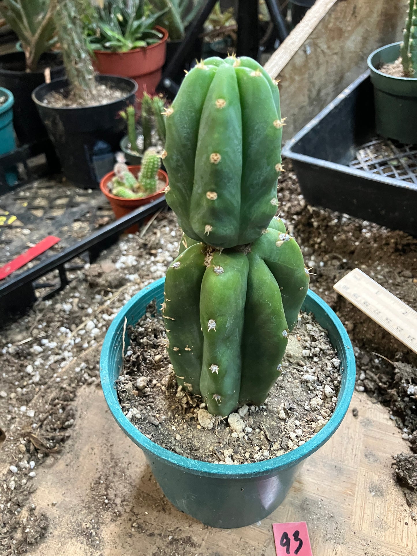 San Pedro Cactus - Trichocereus pachanoi 6.5" Tall #93R