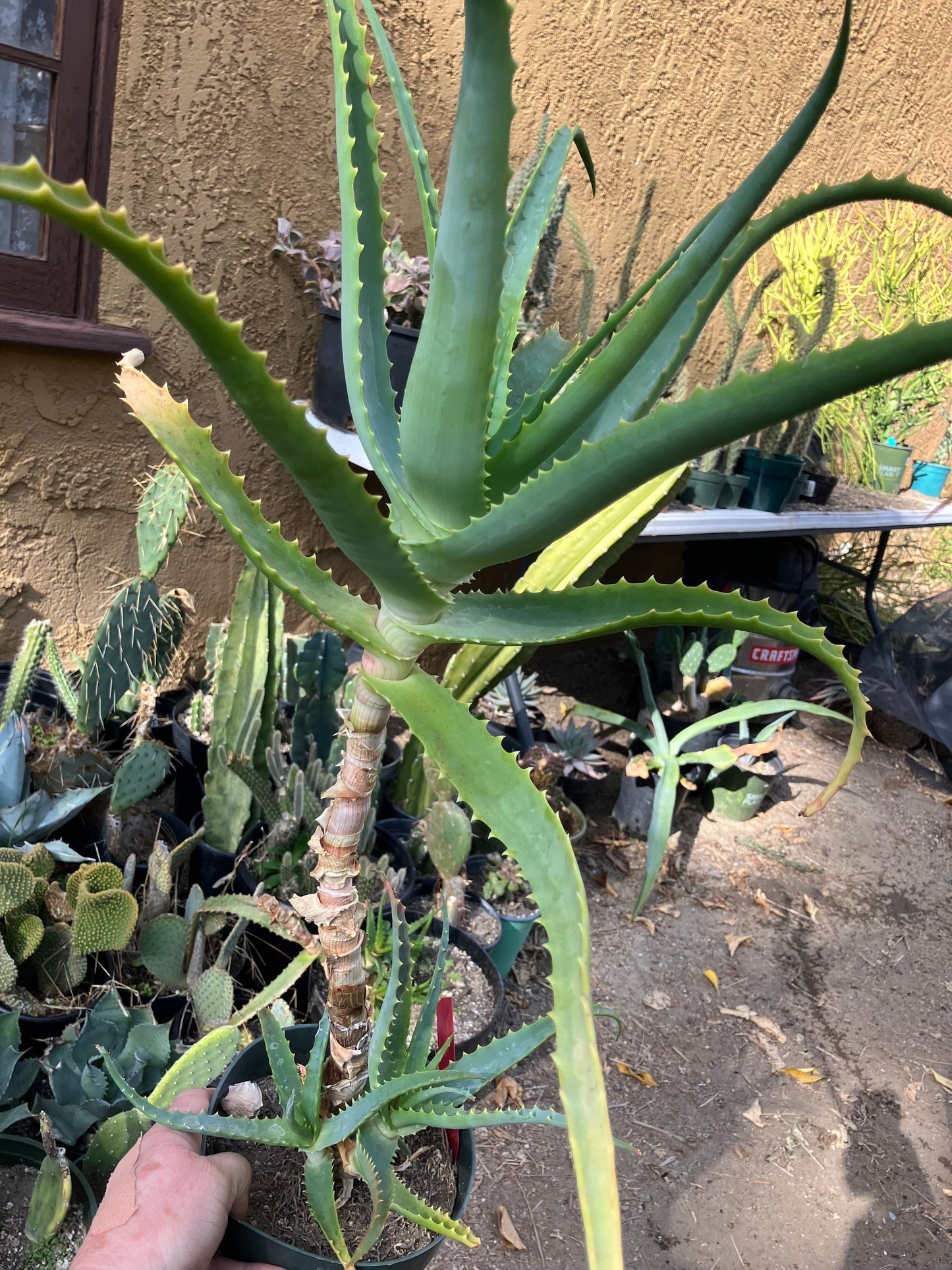 Aloe arborescens Torch Aloe 23"Tall 6Yr Old Succulent Plant #136R