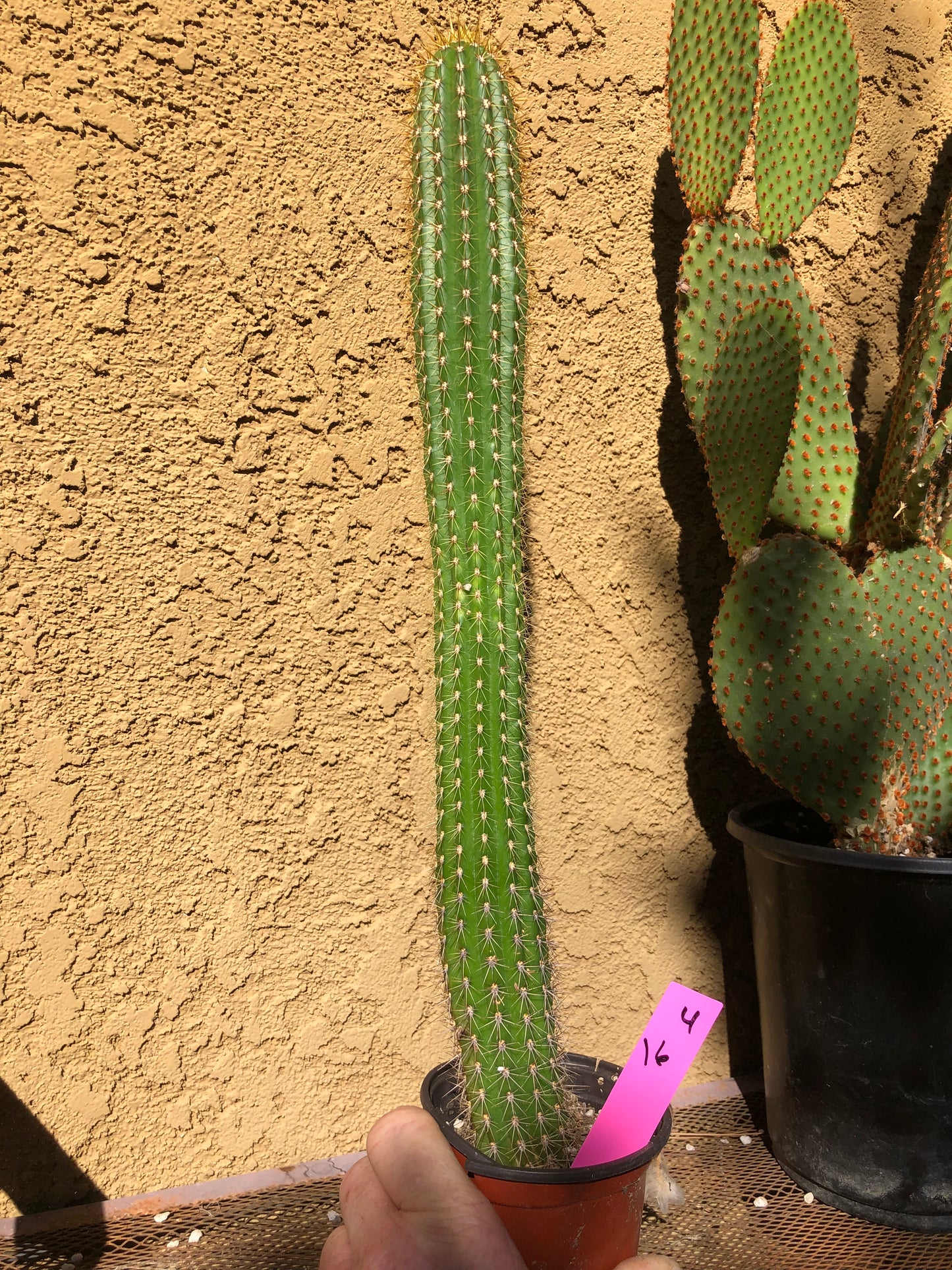 Golden Torch Cactus - Trichocereus spachianus 16" Tall #4P