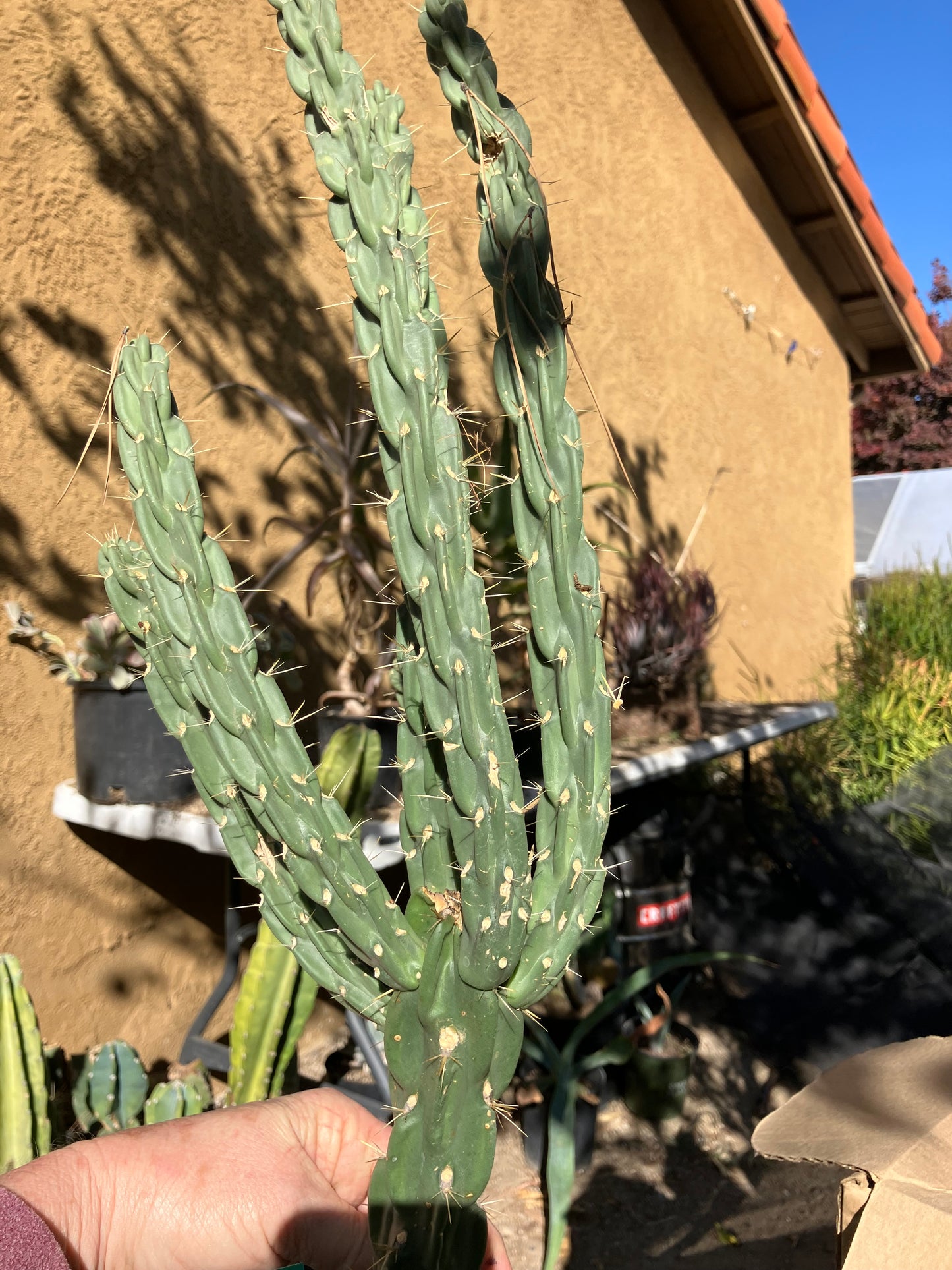 Cholla Cylindropuntia Imbricata  Buckhorn 20”Tall #208G