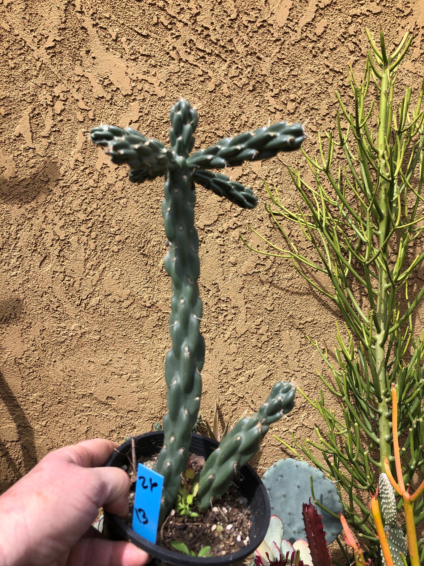 Cholla Cylindropuntia  Buckhorn 13”Tall #26B