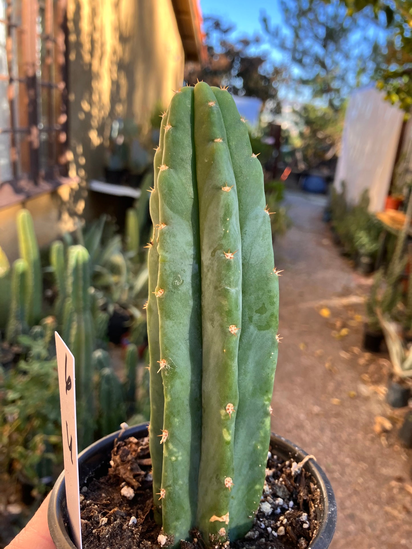 San Pedro Cactus - Trichocereus pachanoi 6"Tall #6W