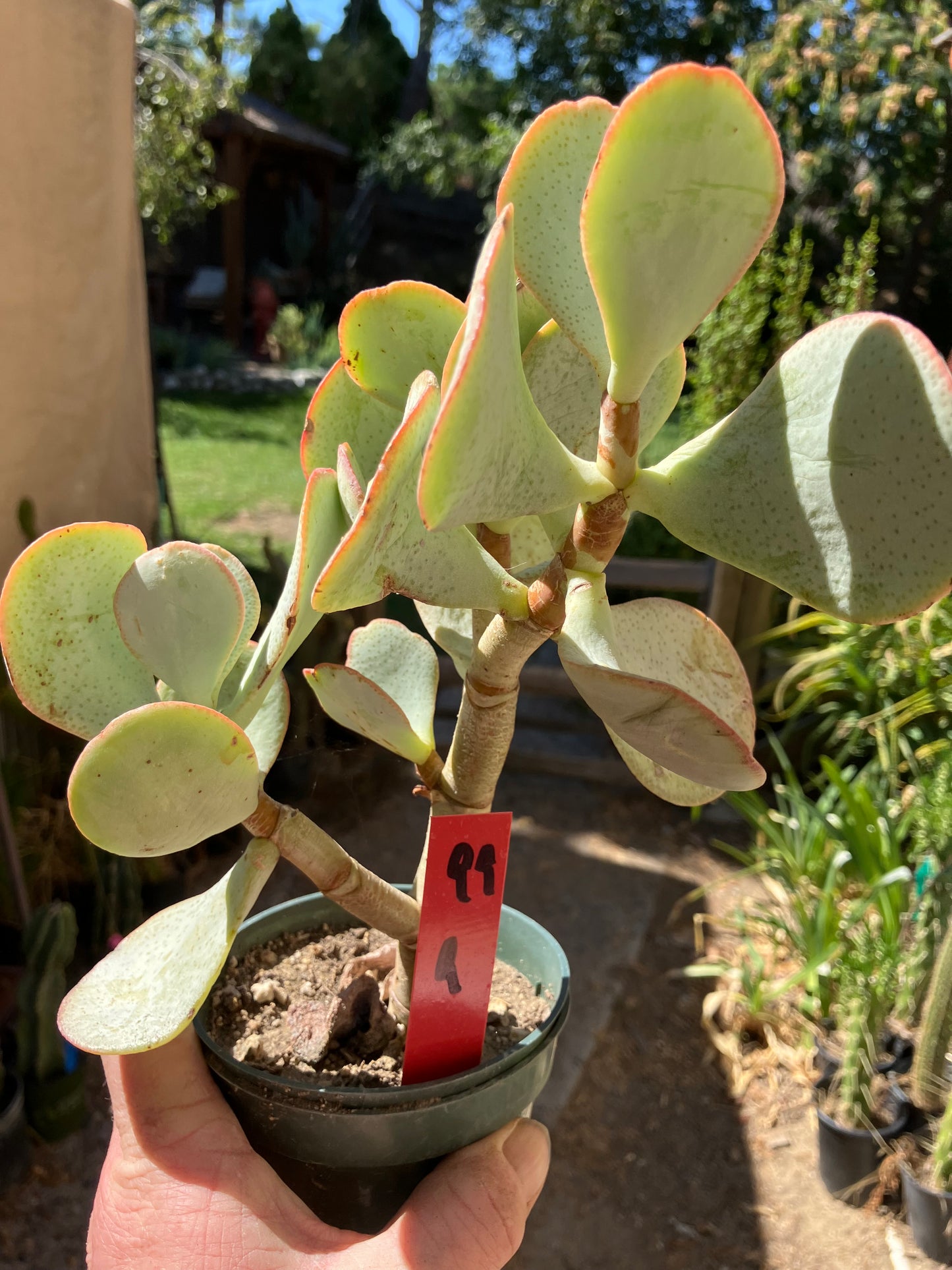 Crassula arborescens Silver Dollar 9”Tall #99R