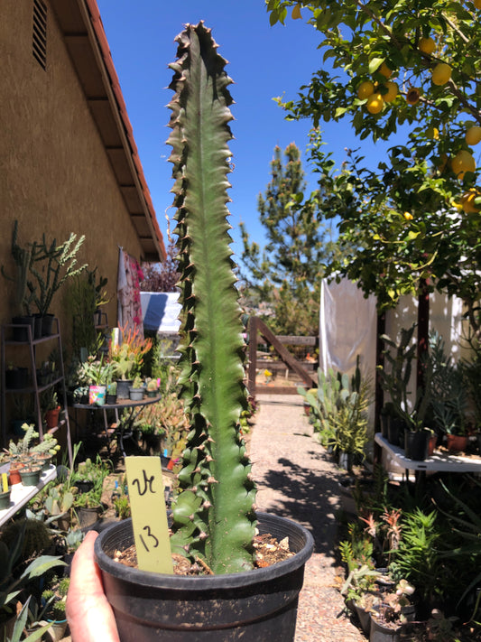 Euphorbia ingens Chocolate Drop 13”Tall #26Y