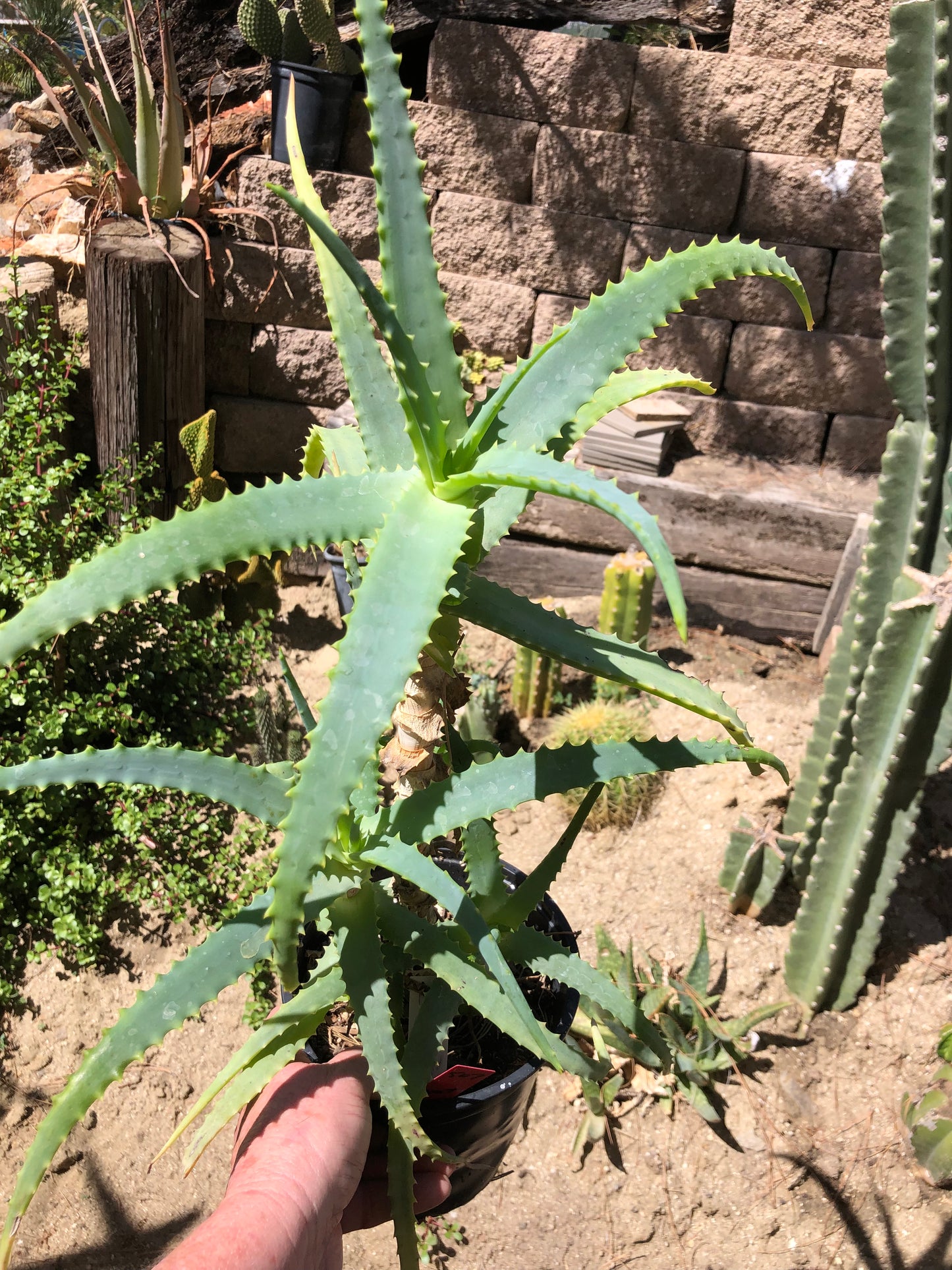 Aloe arborescens "Torch Aloe" 6 Year Old Living Plant Well Rooted 20" Tall #507R