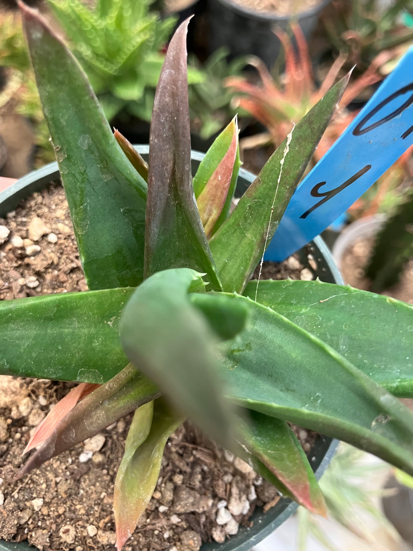 Aloe Alworthia 'Black Gem' 4" Wide #04B