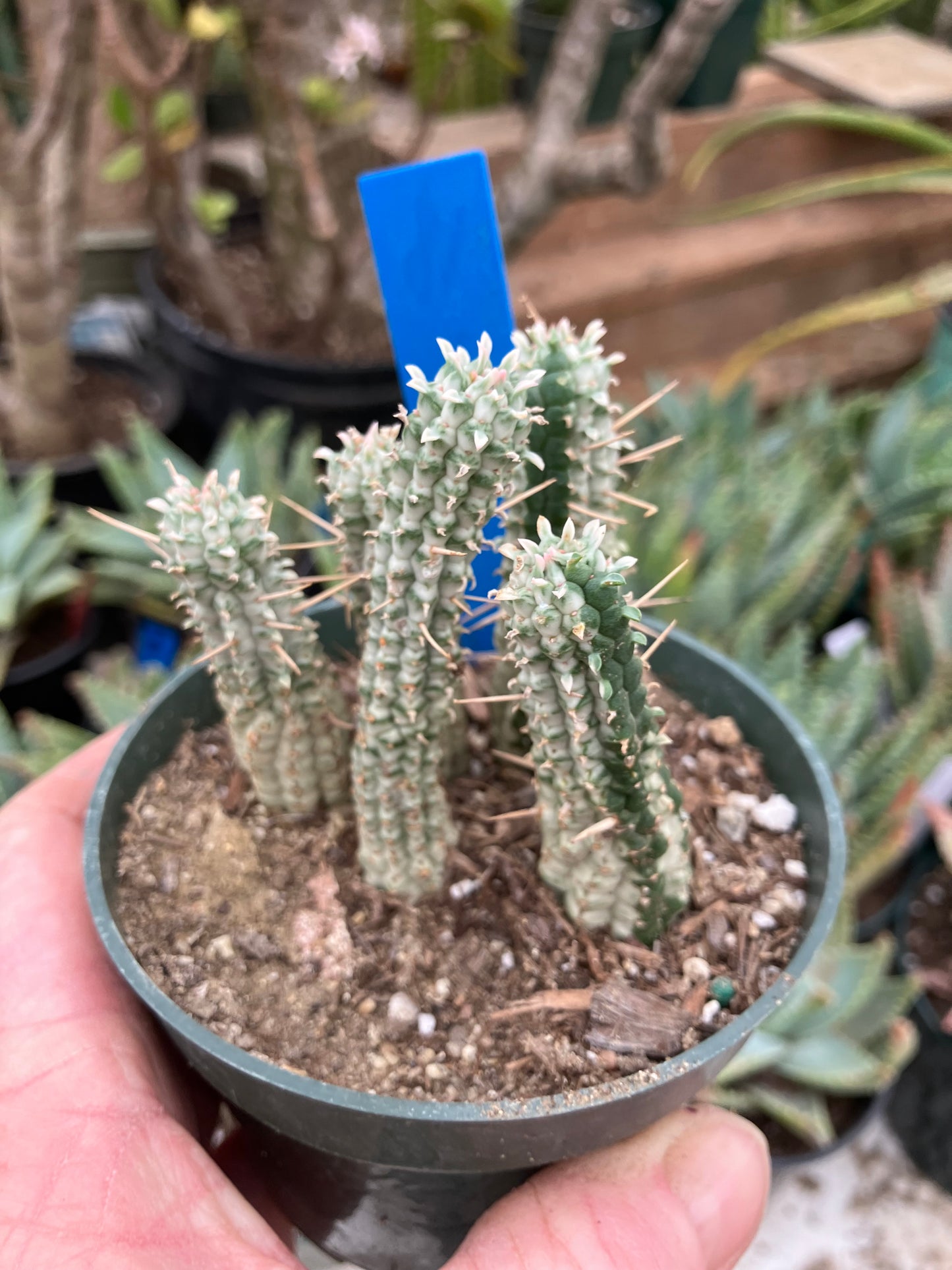 Euphorbia mammillarias variegata Corn Cob 3"Tall #18B