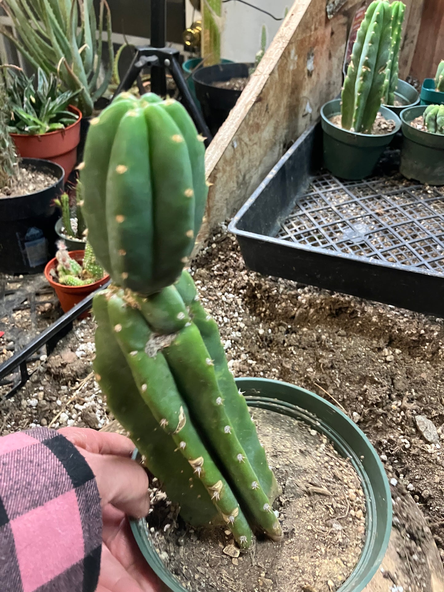 San Pedro Cactus - Trichocereus pachanoi 10"Tall #10PU
