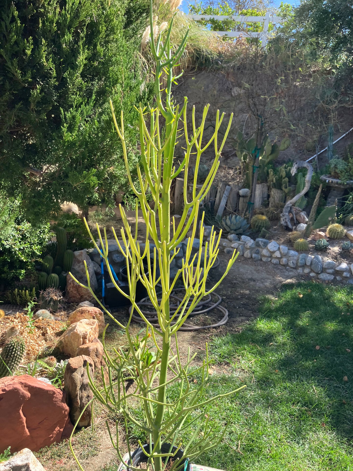 Euphorbia tirucalli Pencil Cactus/Succulent 46"Tall 18"Wide #27G