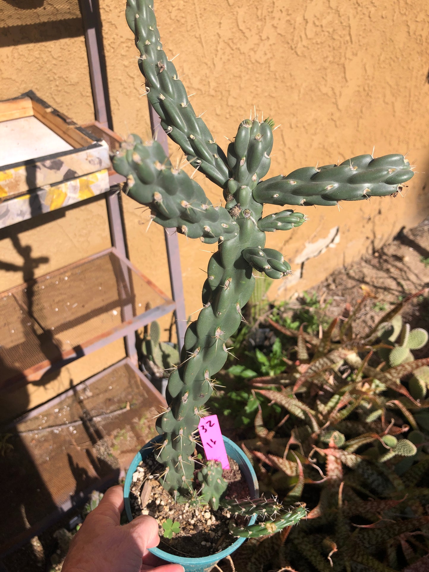 Cholla Cylindropuntia  Buckhorn 16”Tall #32P