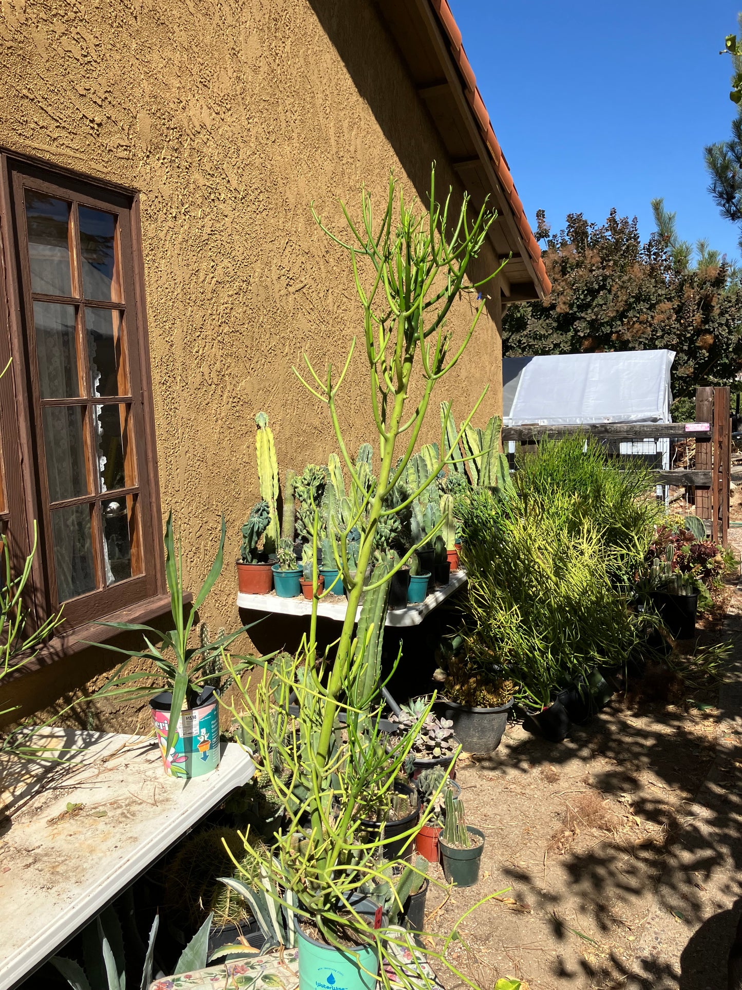 Euphorbia tirucalli Pencil Cactus/Succulent 50"Tall 15"Wide #10R