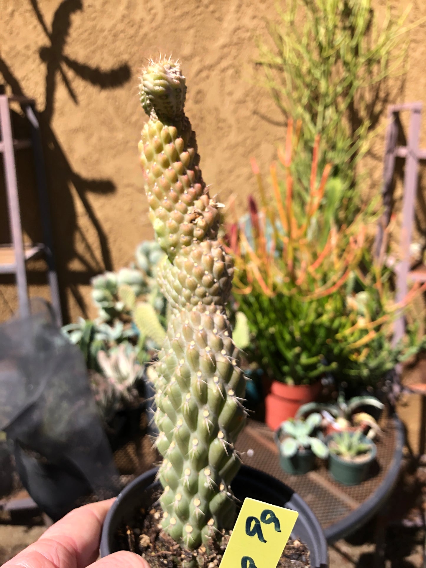 Cylindropuntia fulgida Cholla Boxing Glove Cactus Crest 9"Tall #99Y