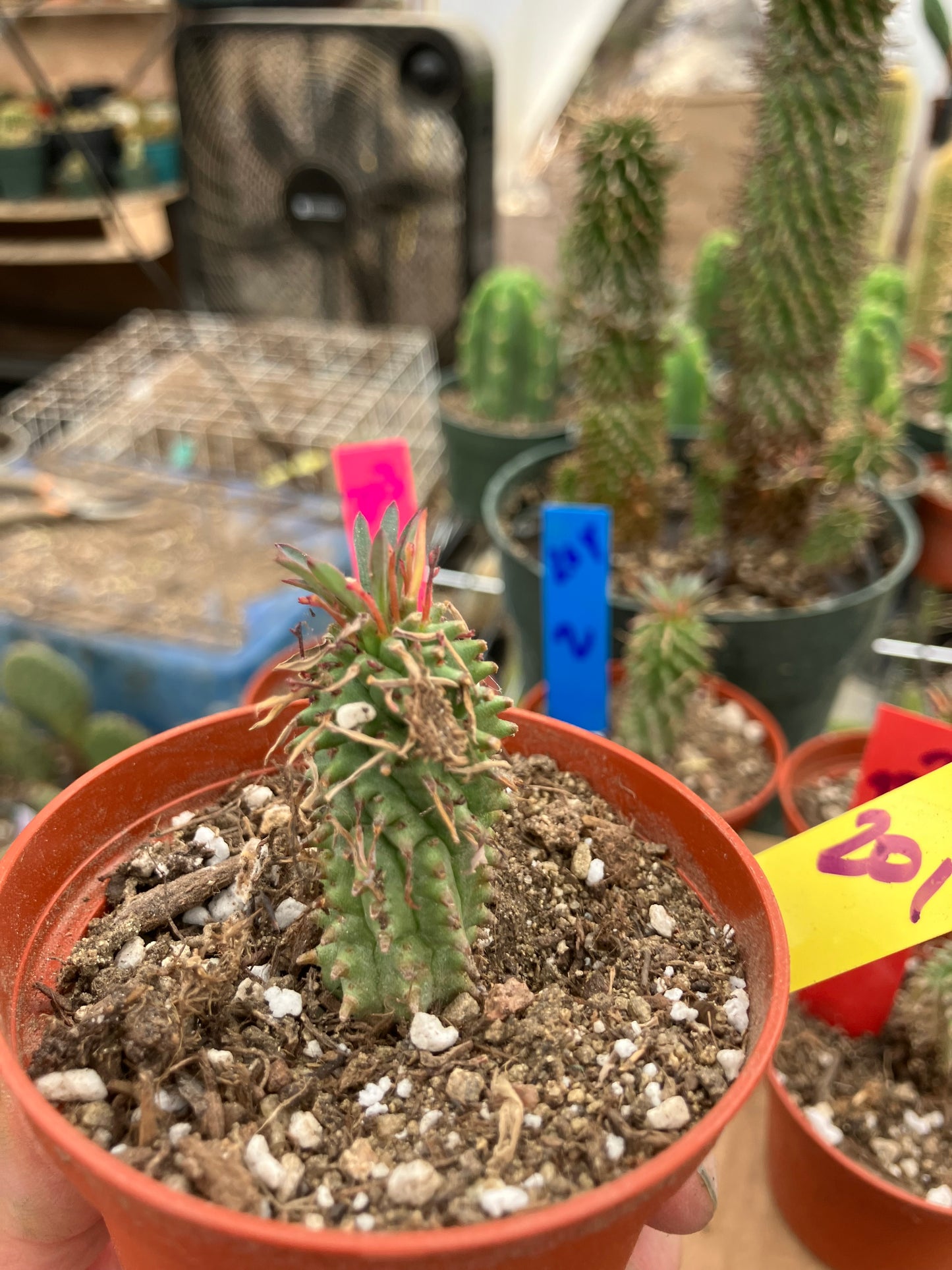 Euphorbia Twinkle Twirl  2" Tall #201Y