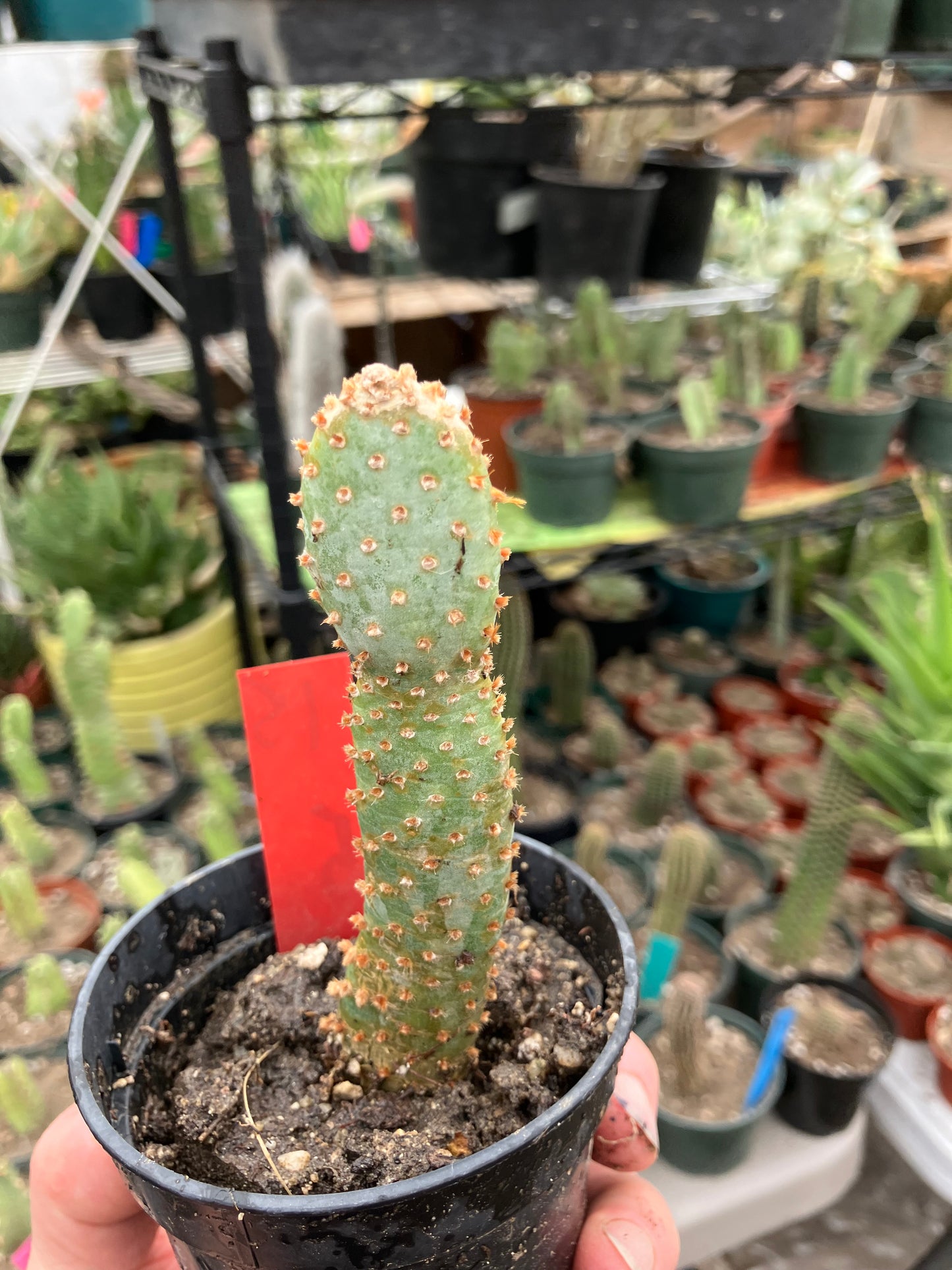 Opuntia Basilaris Beavertail Cactus 5"Tall #15R