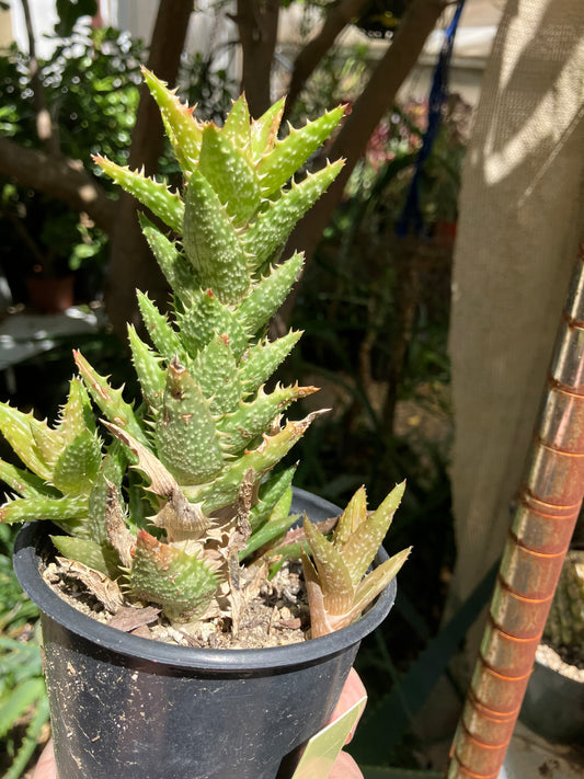 Aloe juvenna Tiger Tooth 5"Tall #2Y