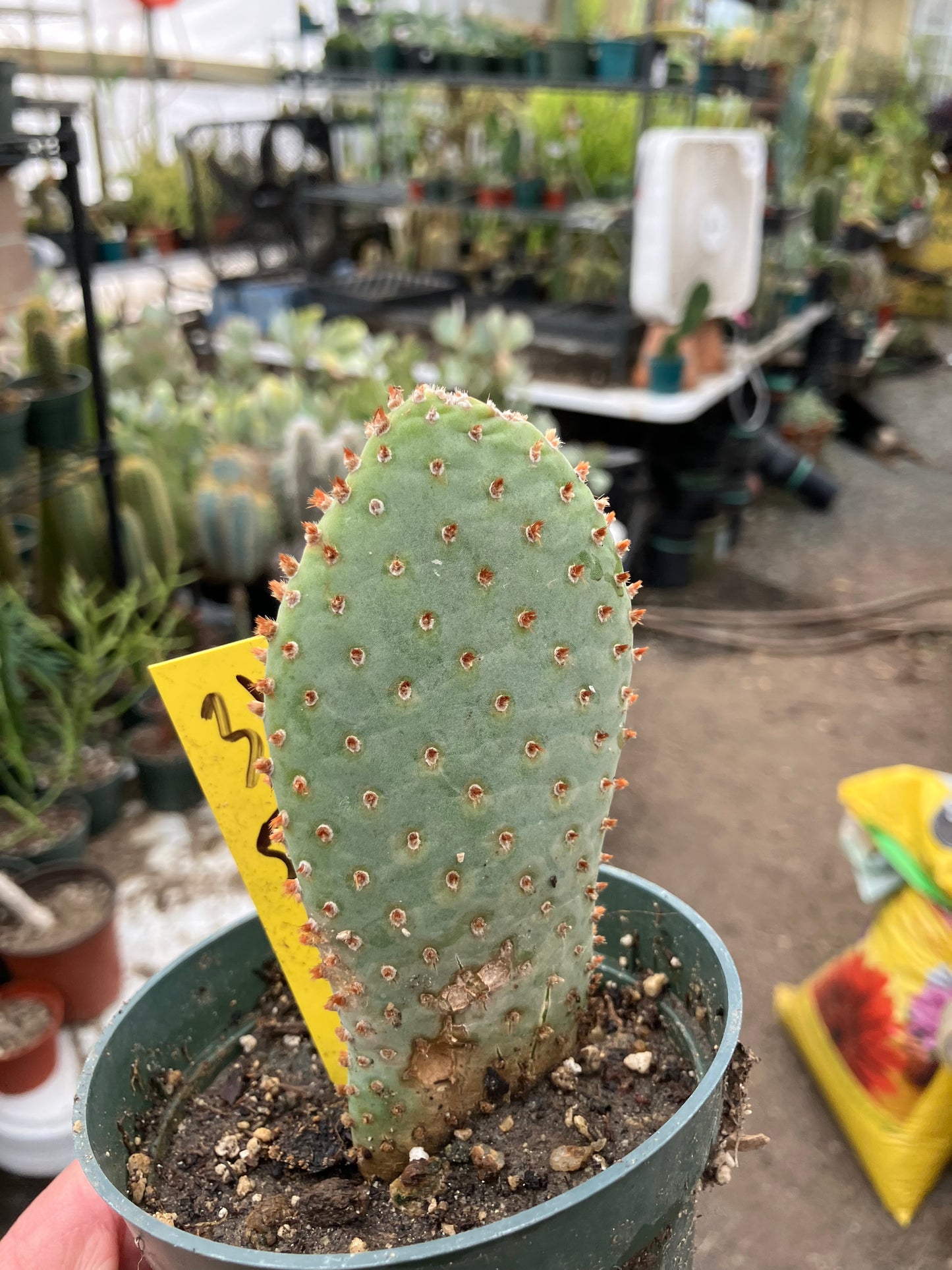 Opuntia Basilaris Beavertail Cactus 5"Tall #31Y