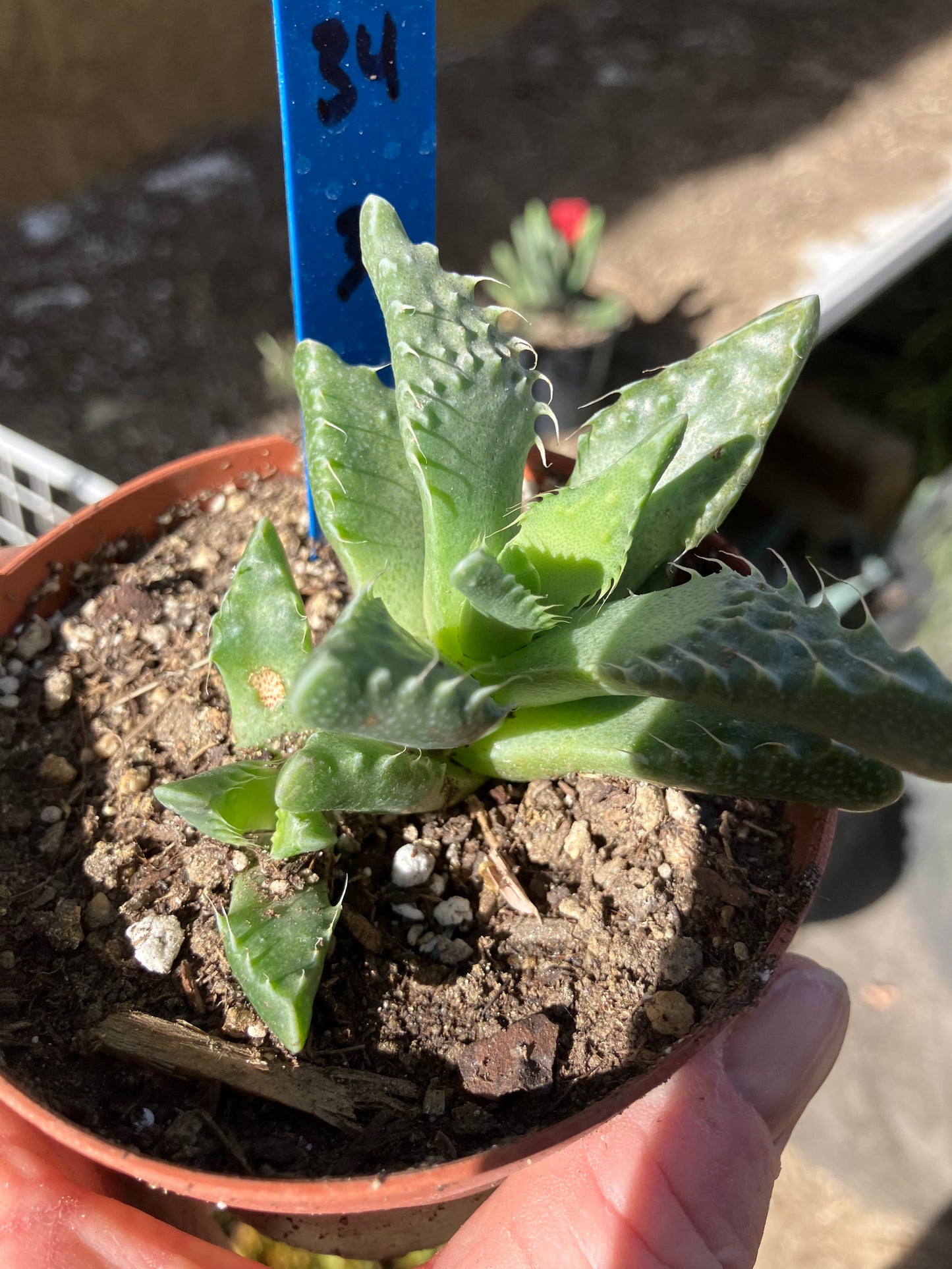 Faucaria tigrina Tiger Jaws 3"Wide #34B