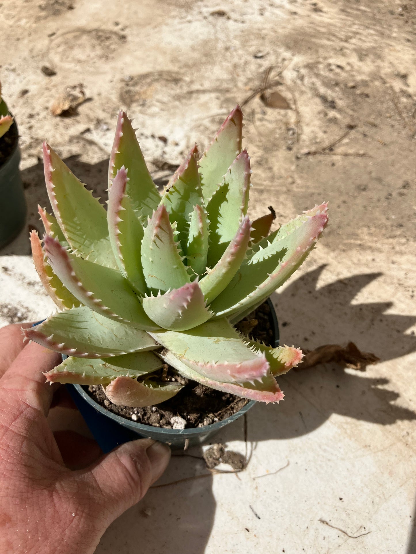 Aloe Brevifolia Succulent 6" Wide #61B