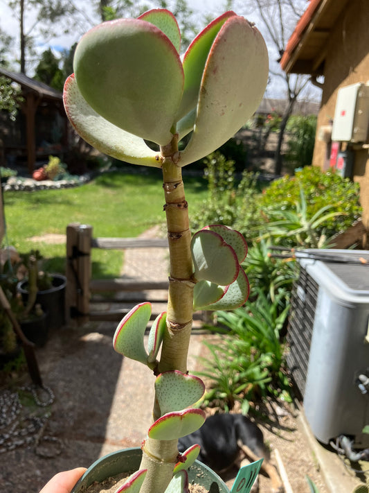 Crassula arborescens Silver Dollar Succulent 11"Tall #011G