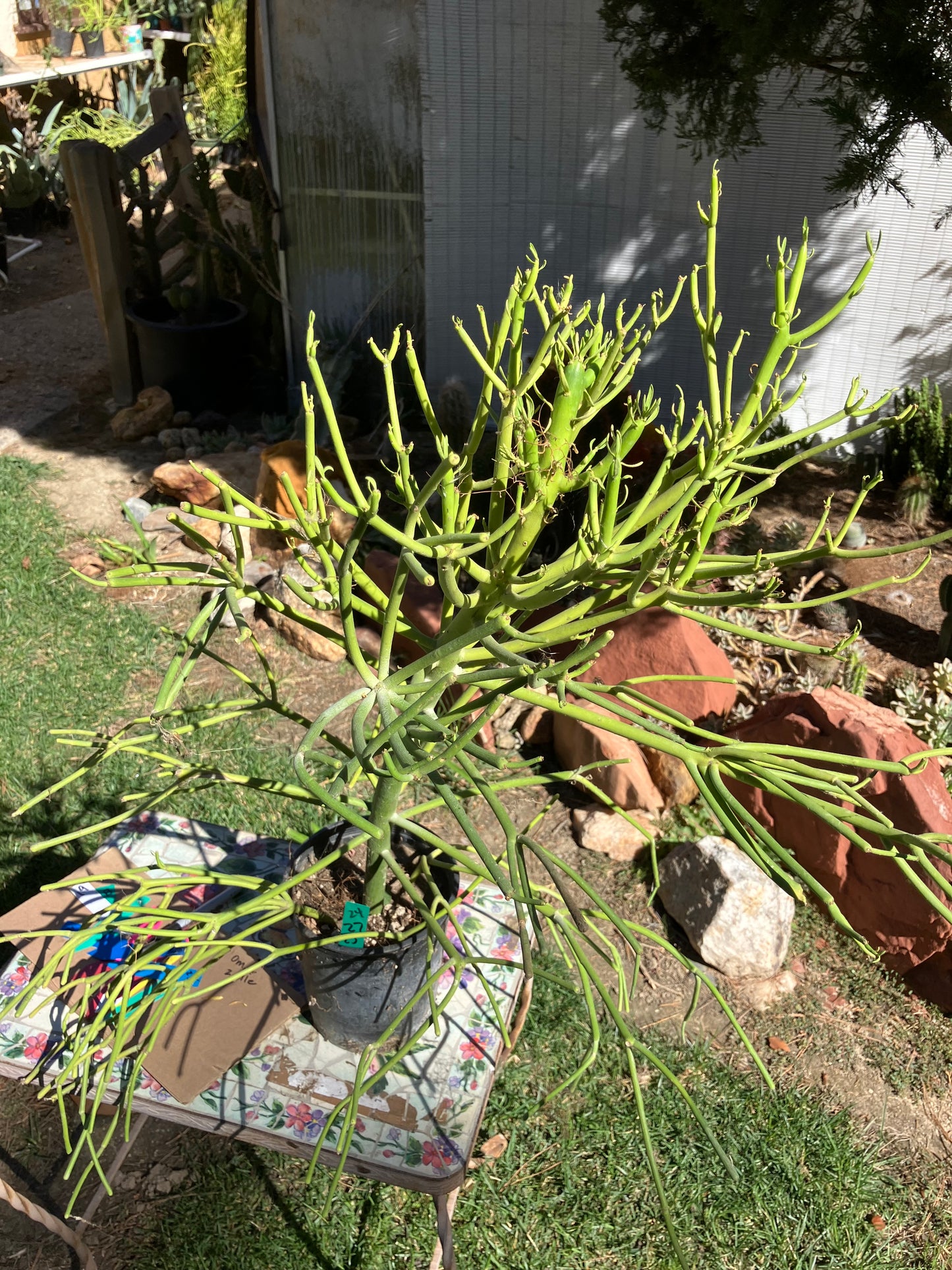 Euphorbia tirucalli Pencil Cactus/Succulent 27"Tall 23"Wide #24G