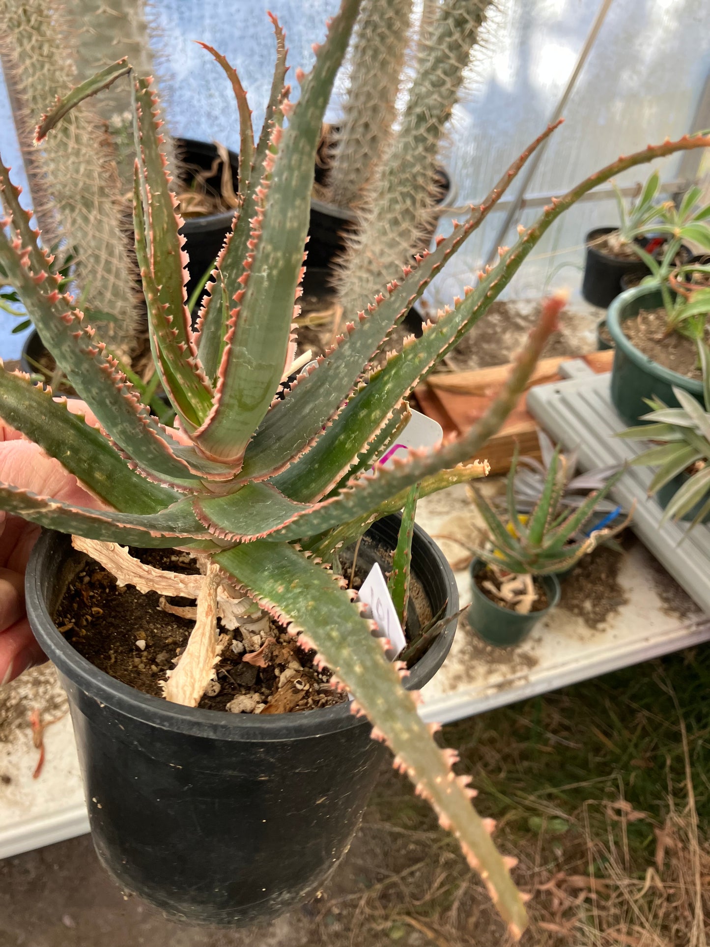 Aloe  Swordfish Succulent 7" Wide #093W