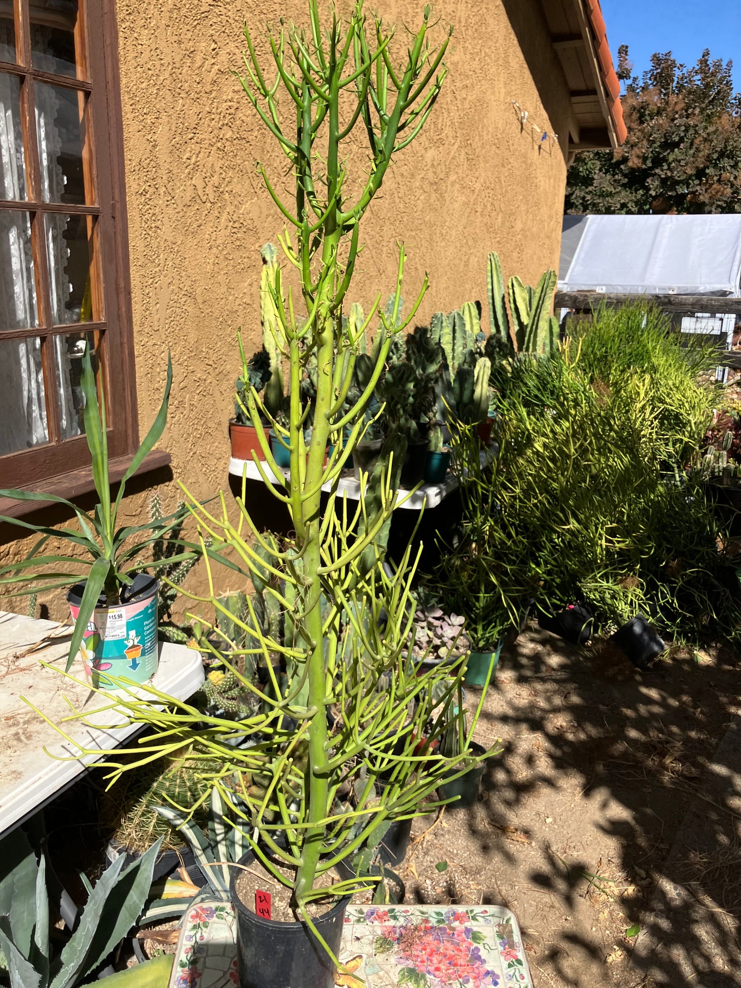 Euphorbia tirucalli Pencil Cactus/Succulent 44"Tall 17"Wide #21R