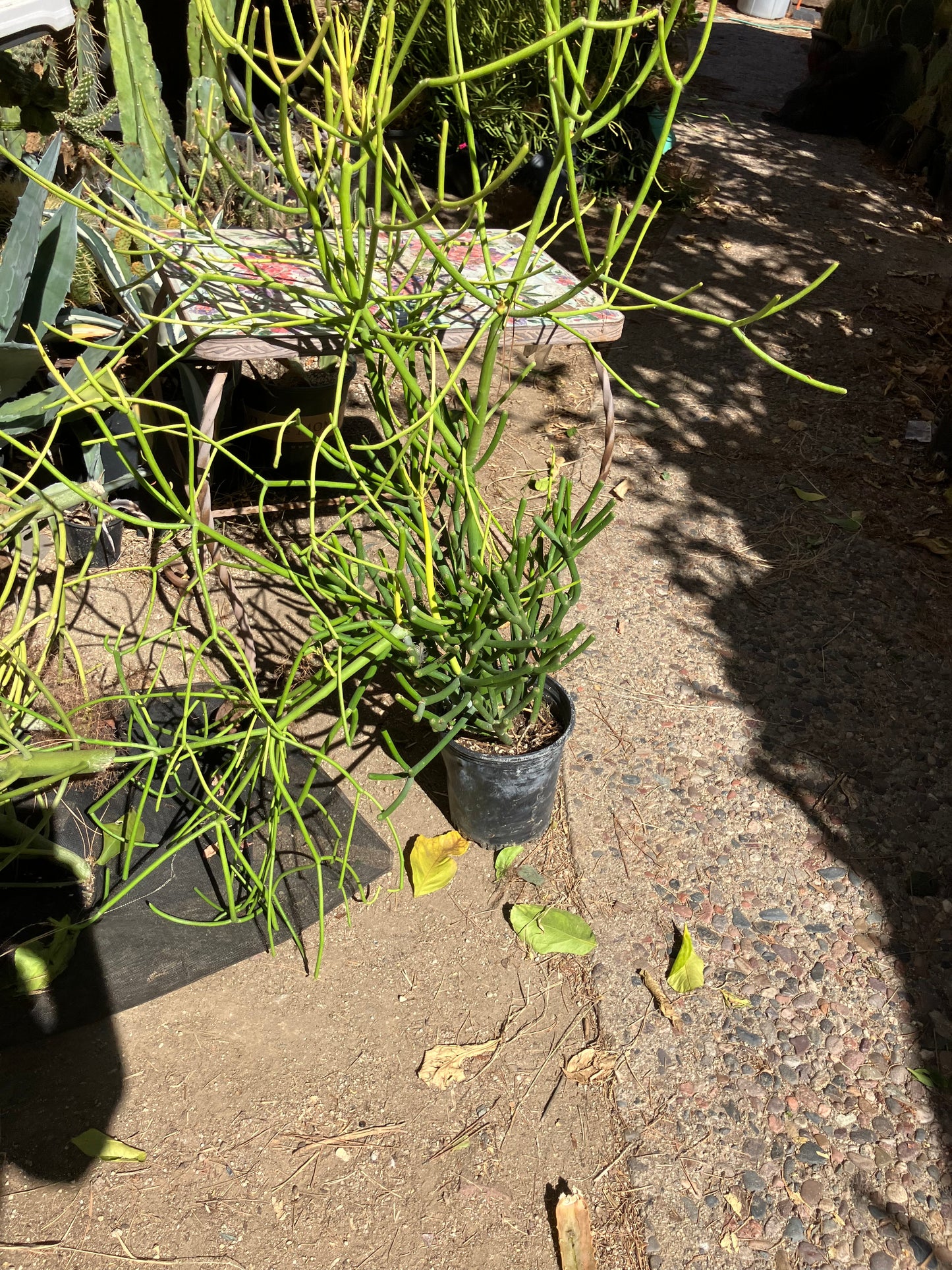 Euphorbia tirucalli Pencil Cactus/Succulent 39"Tall 23"Wide #10G