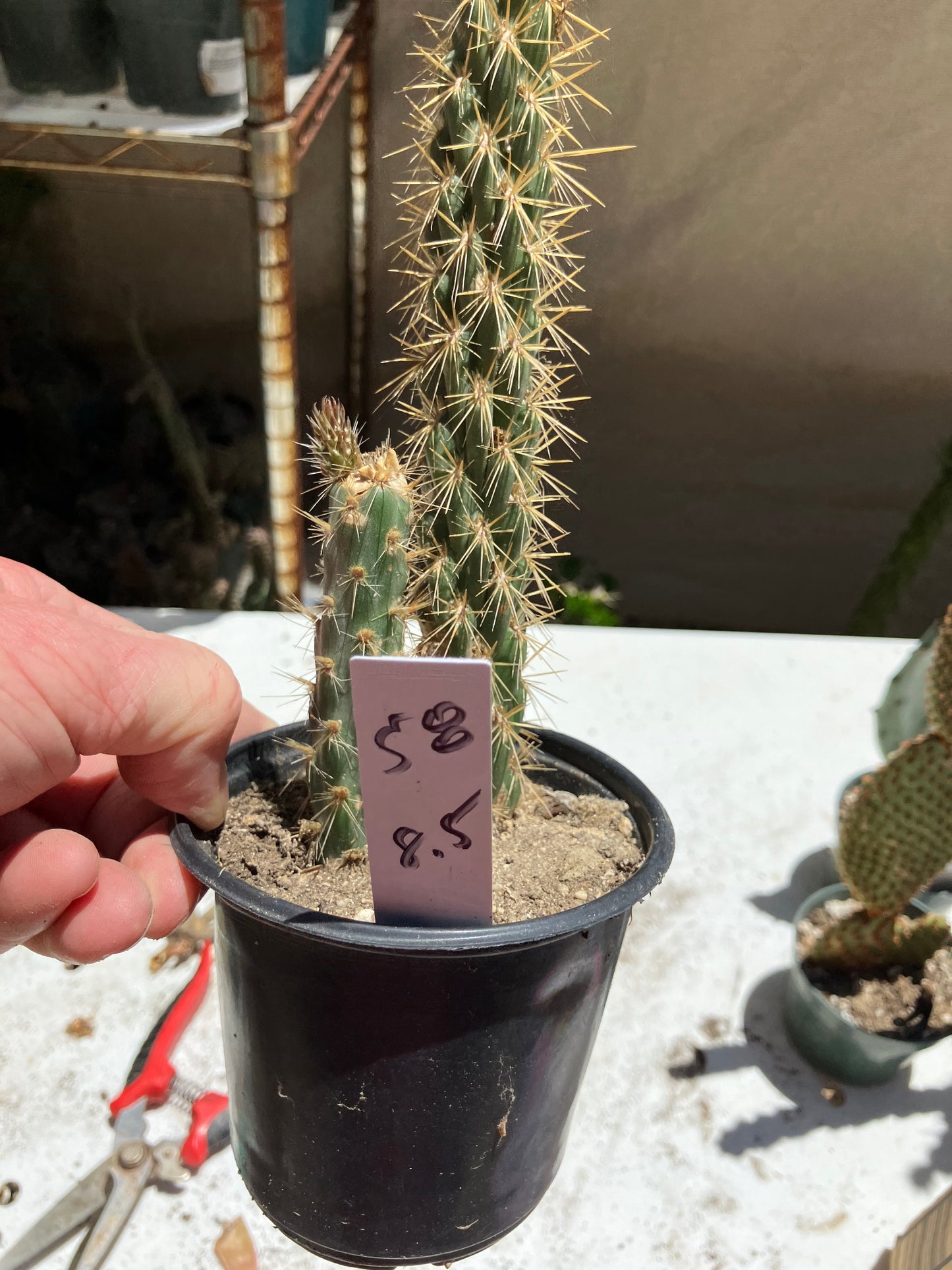 Cholla Cylindropuntia  Buckhorn  Cactus 8.5”Tall #58W