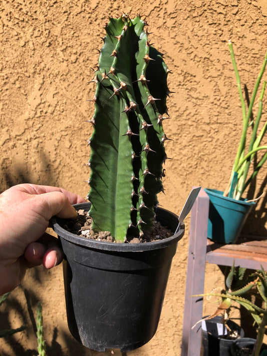 Euphorbia ingens Candelabra Tree Chocolate Drop 9”Tall #90W