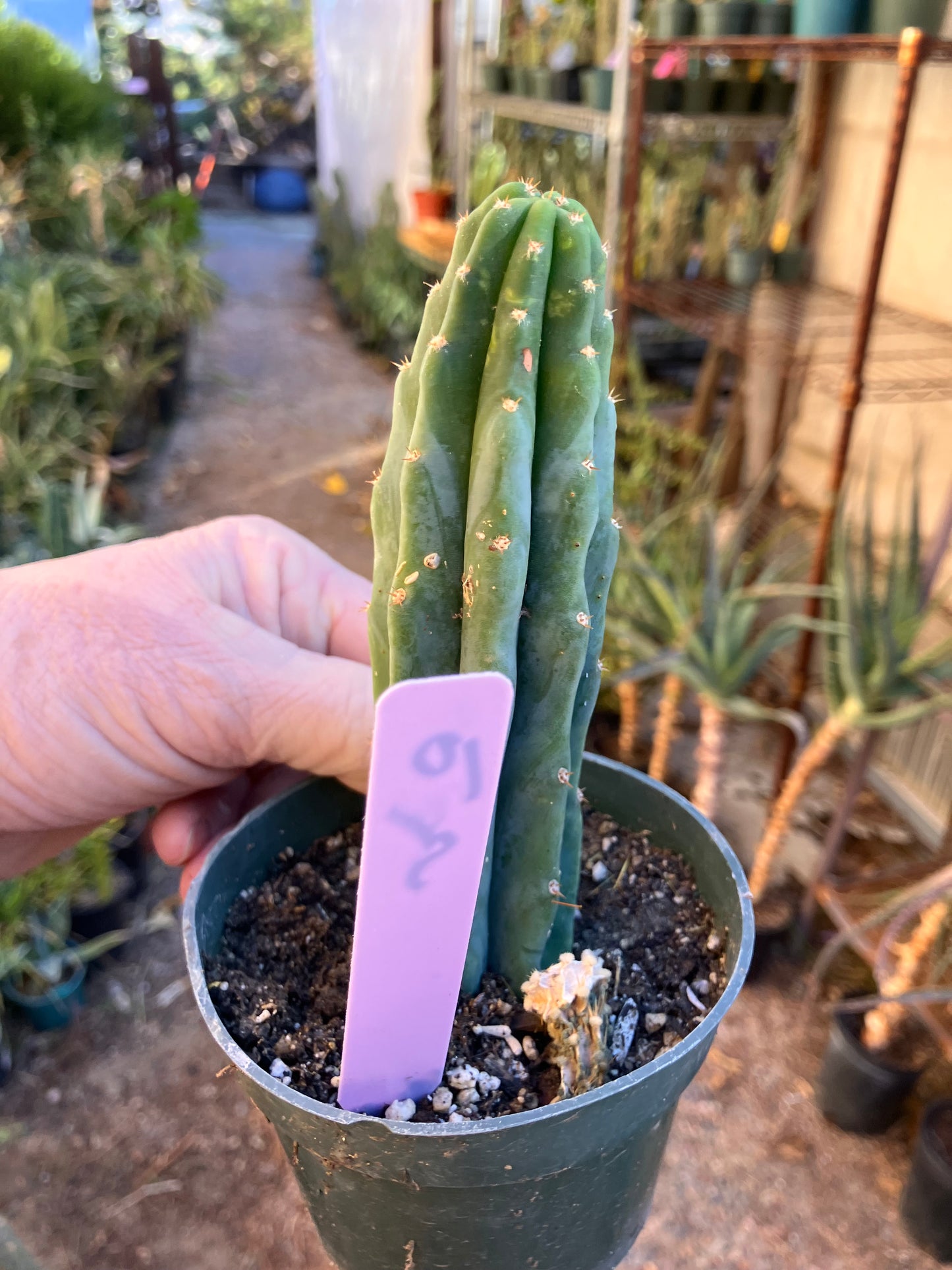 San Pedro Cactus - Trichocereus pachanoi 5"Tall #10P