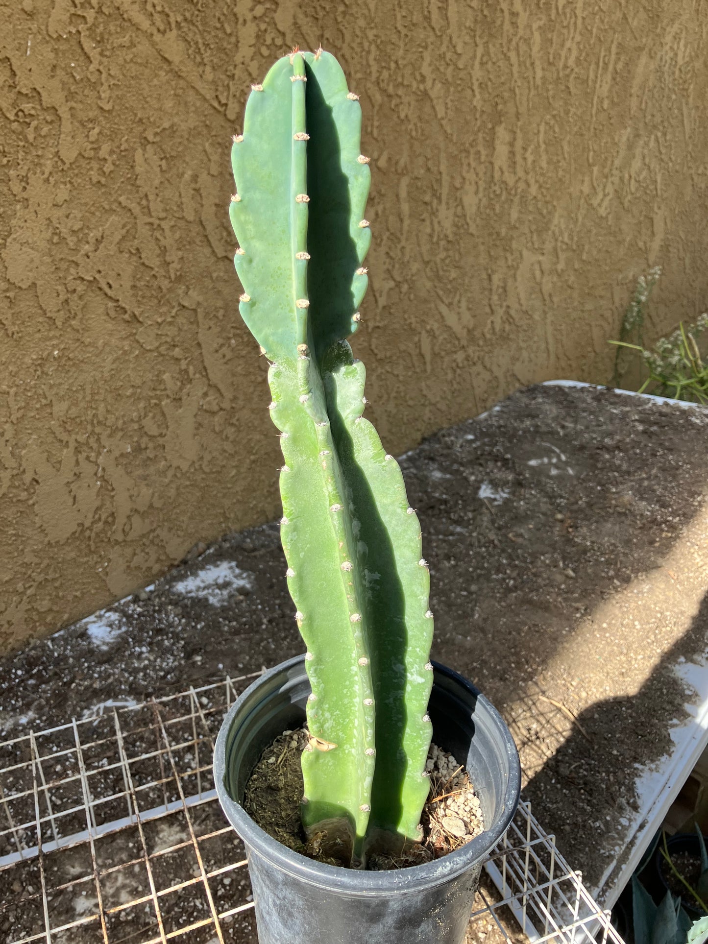 Cereus Peruvianus  Night Blooming 16"Tall#166W