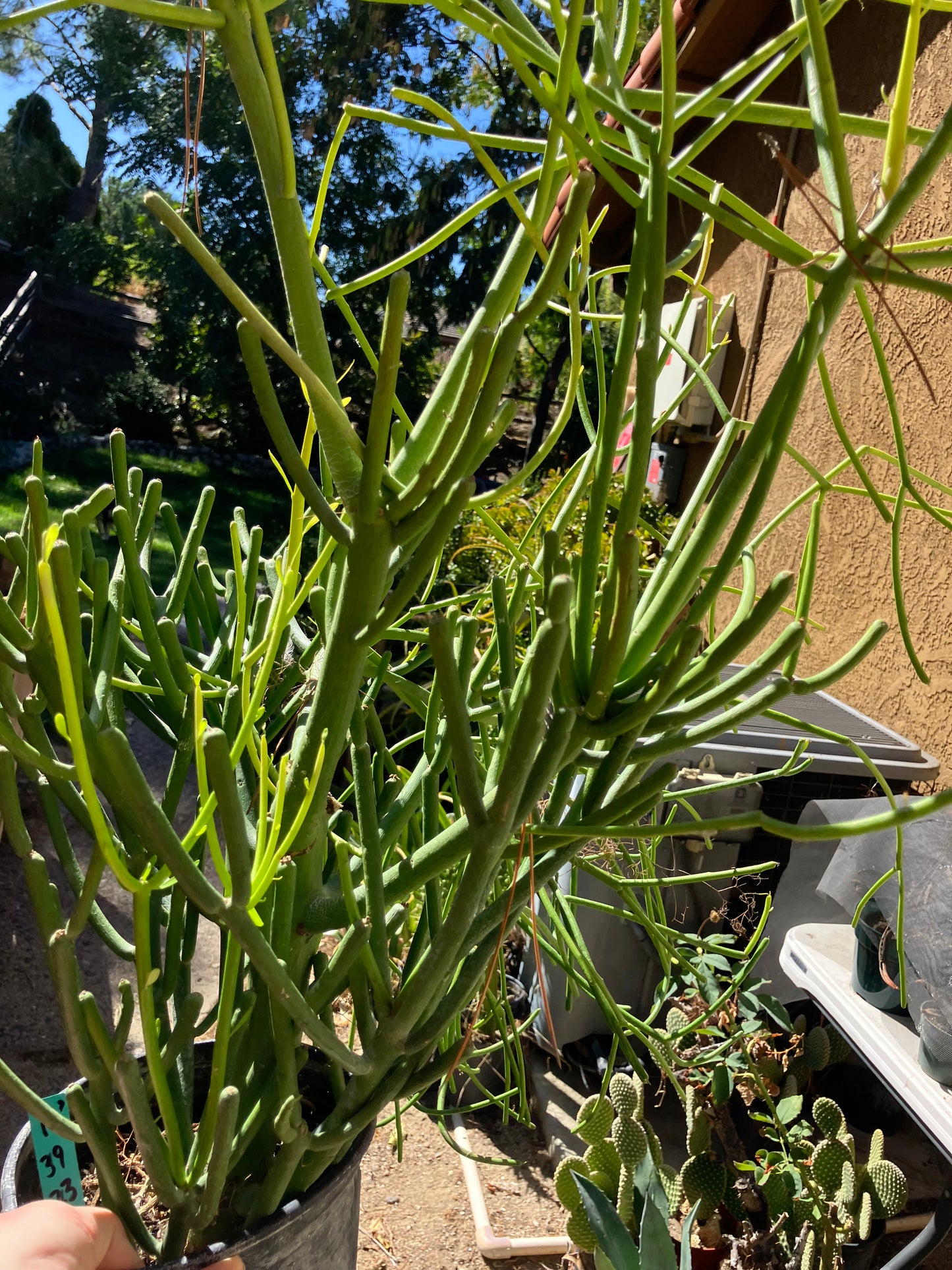 Euphorbia tirucalli Pencil Cactus/Succulent 39"Tall 23"Wide #10G