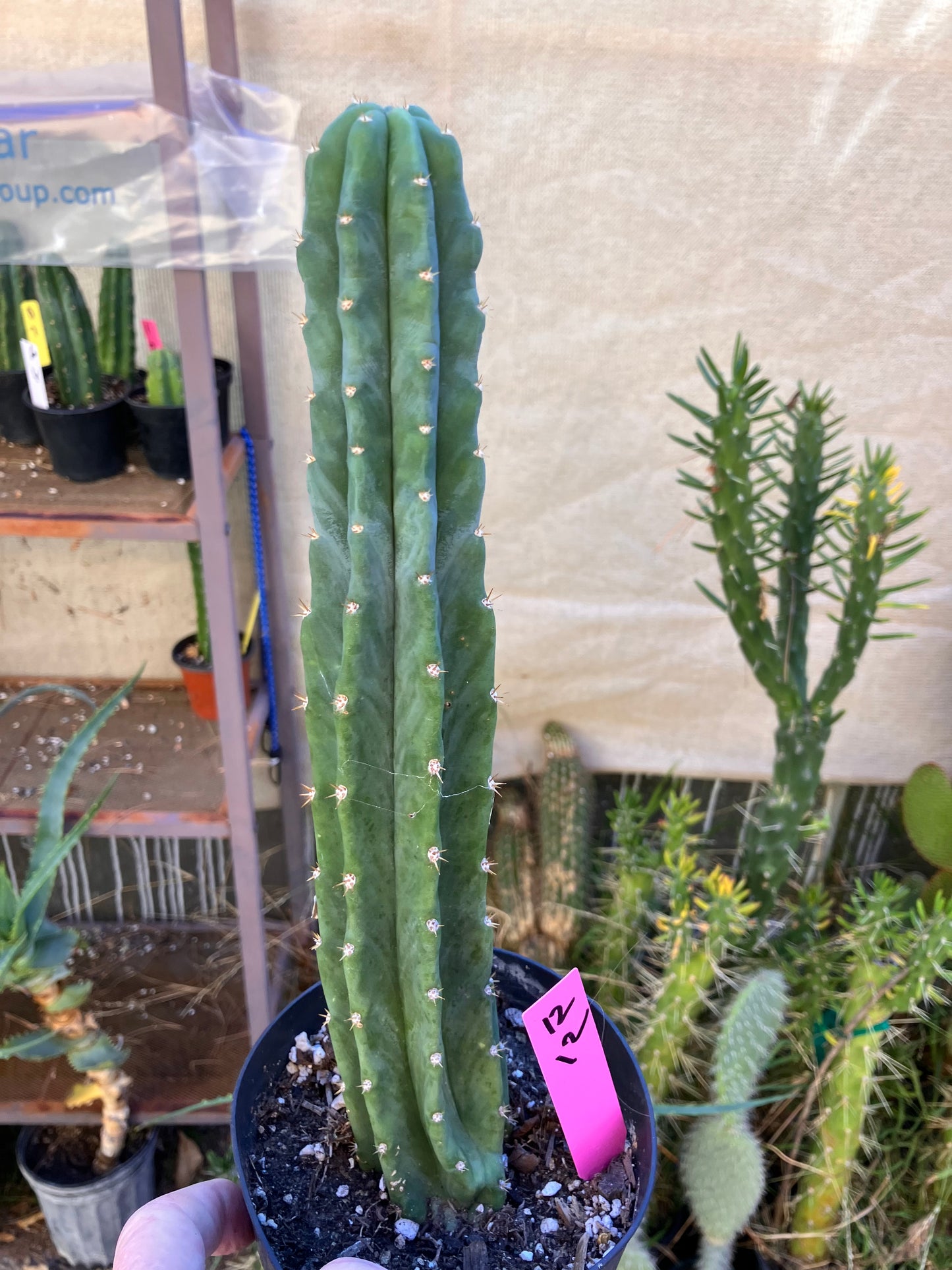 San Pedro Cactus - Trichocereus pachanoi 12”Tall #12P