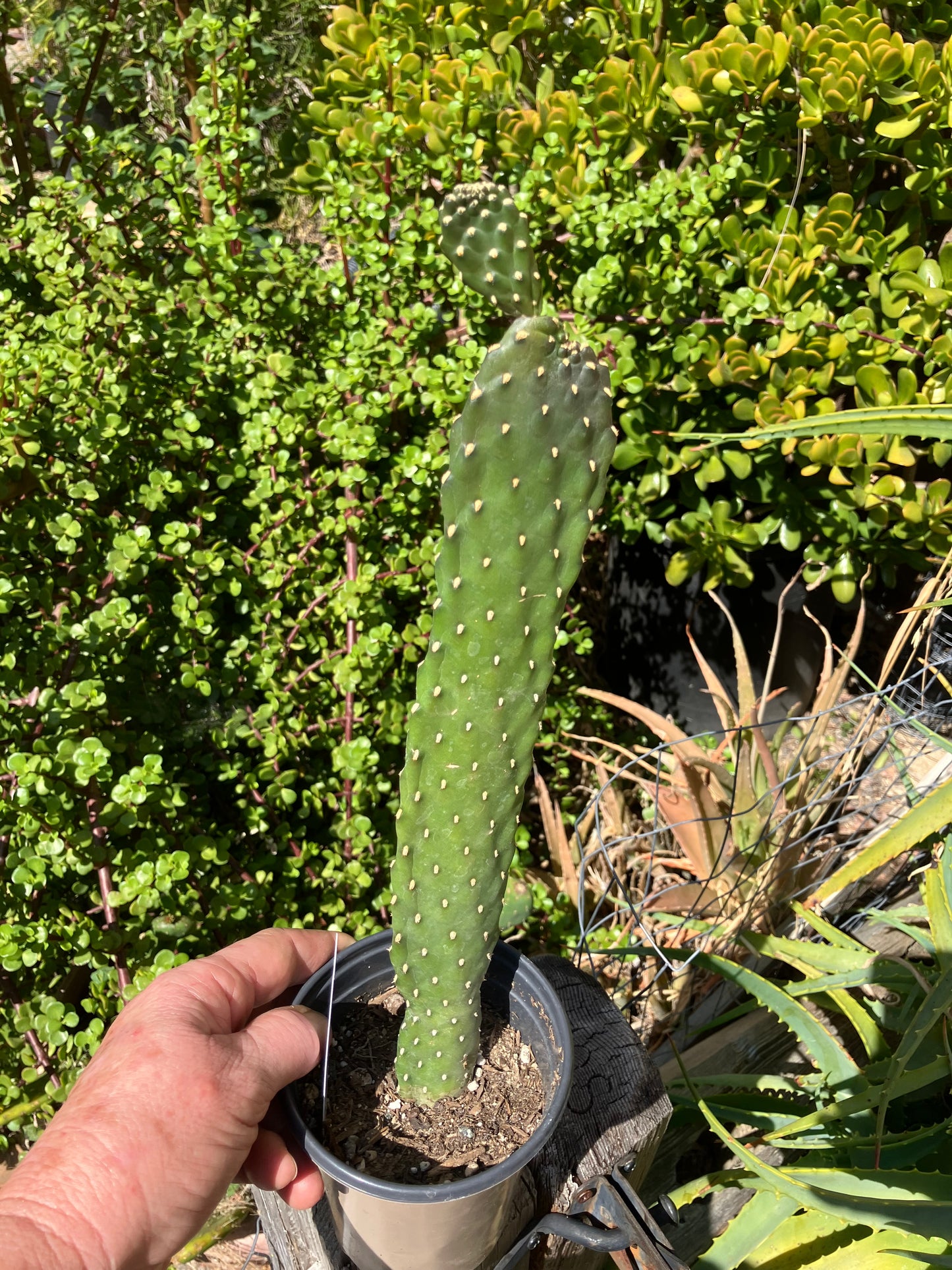 Opuntia Consolea rubescens Road Kill Cactus 13"Tall #130W