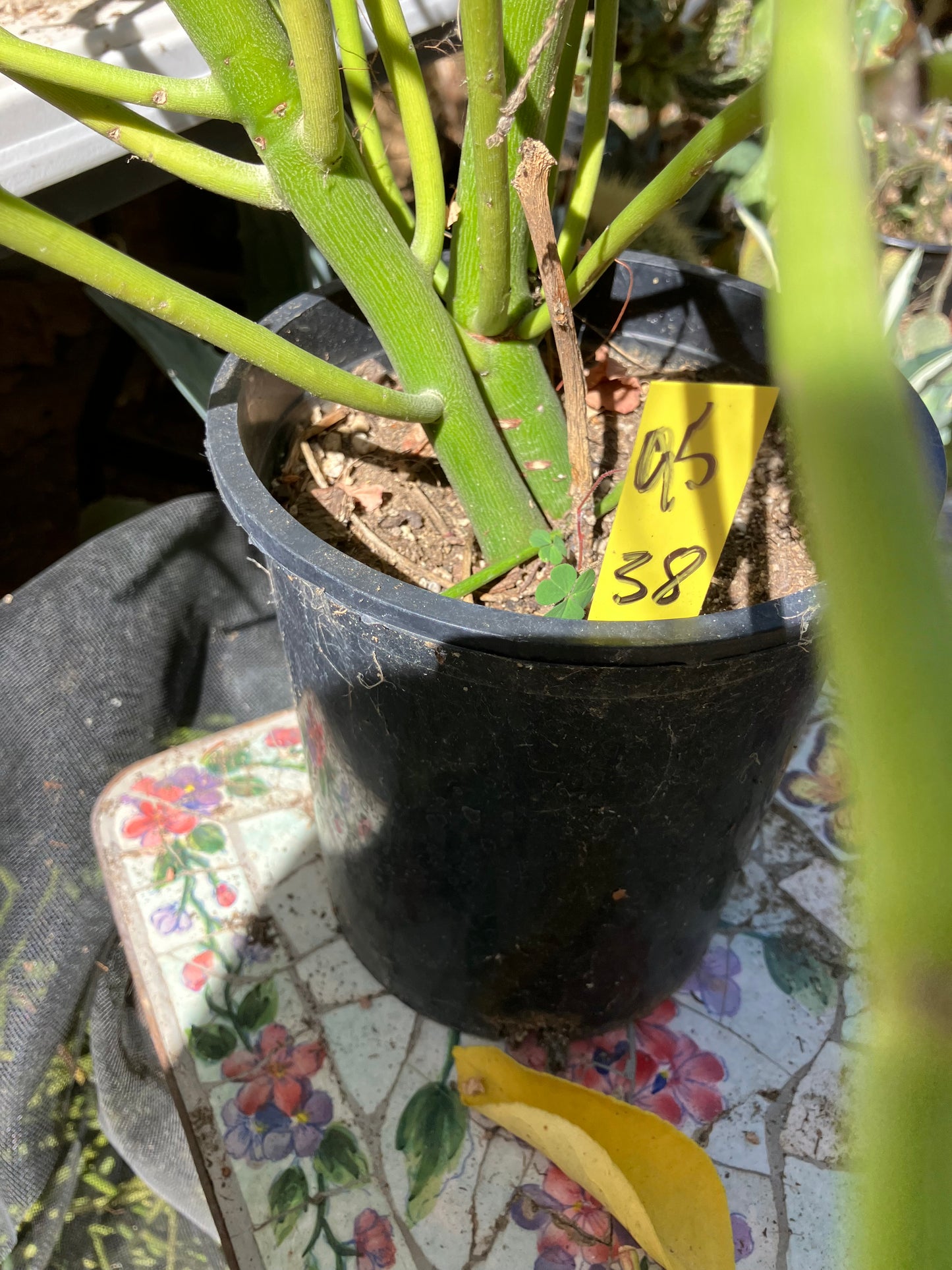 Euphorbia tirucalli Pencil Cactus/Succulent 38"Tall 11"Wide #95y