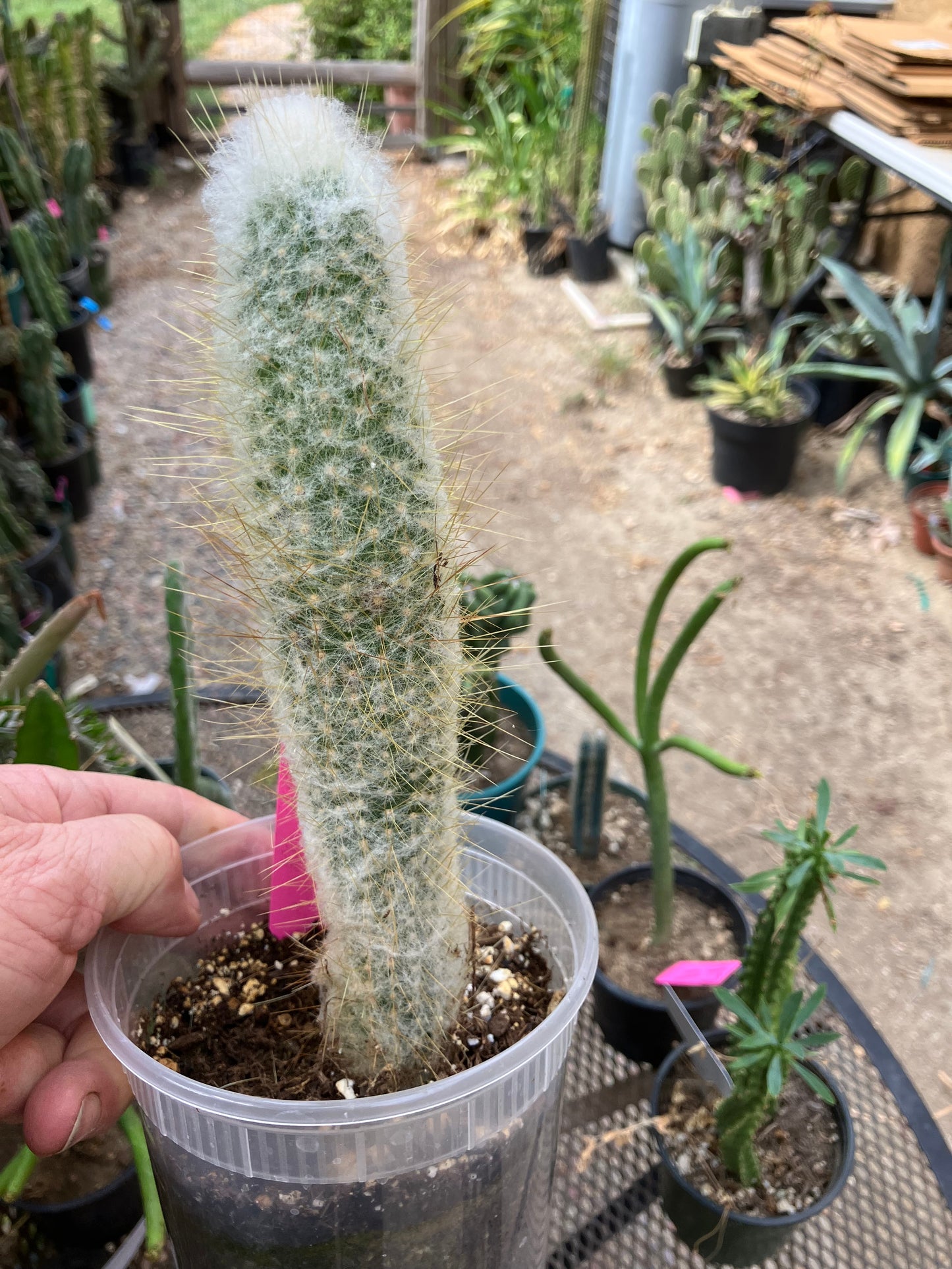 Cleistocactus Strausii Silver Torch Cactus 8”Tall #180