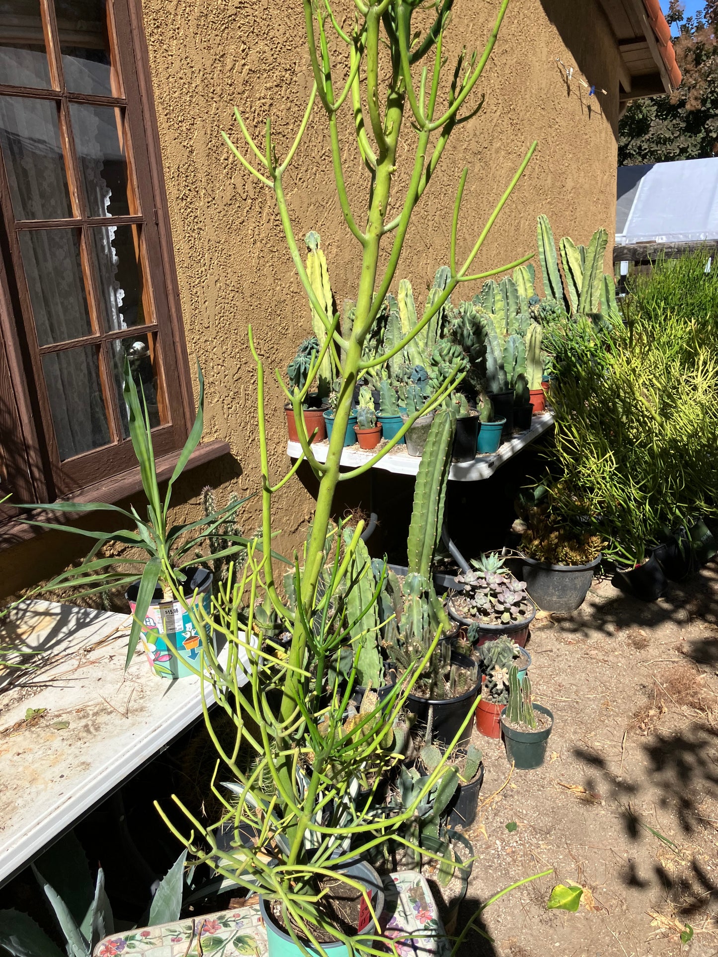 Euphorbia tirucalli Pencil Cactus/Succulent 50"Tall 15"Wide #10R