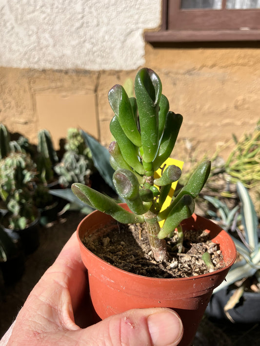 Crassula Gollum Jade Succulent Bonsai Style Living Plant 4”Tall 3"Wide #43Y