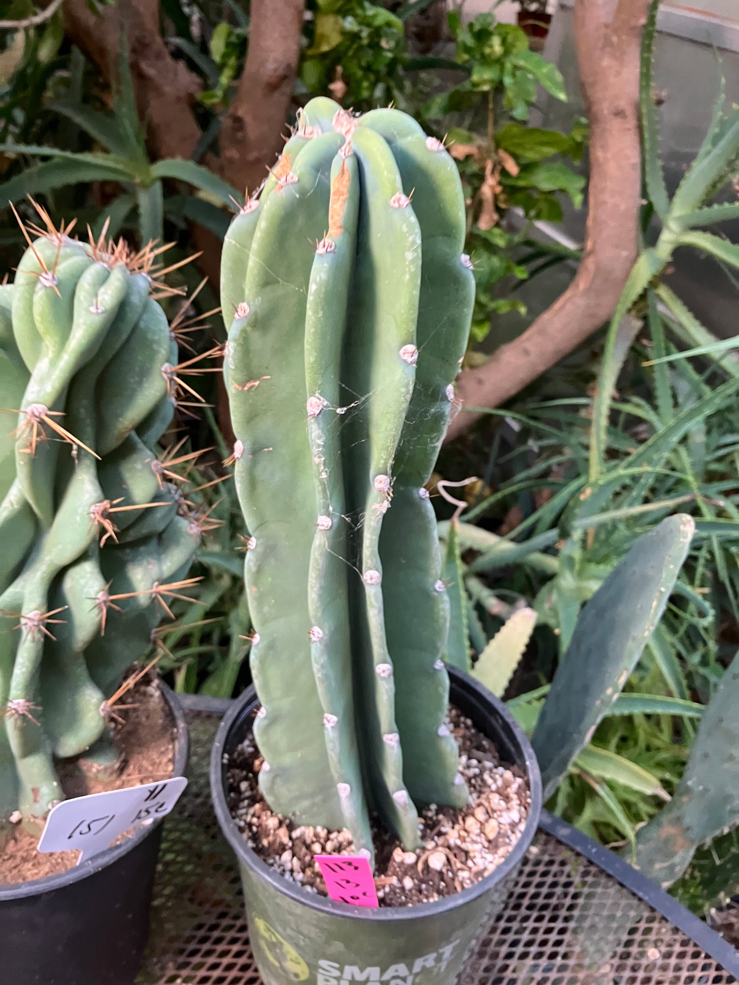 Cereus Peruvianus Night Blooming 13"Tall #113P