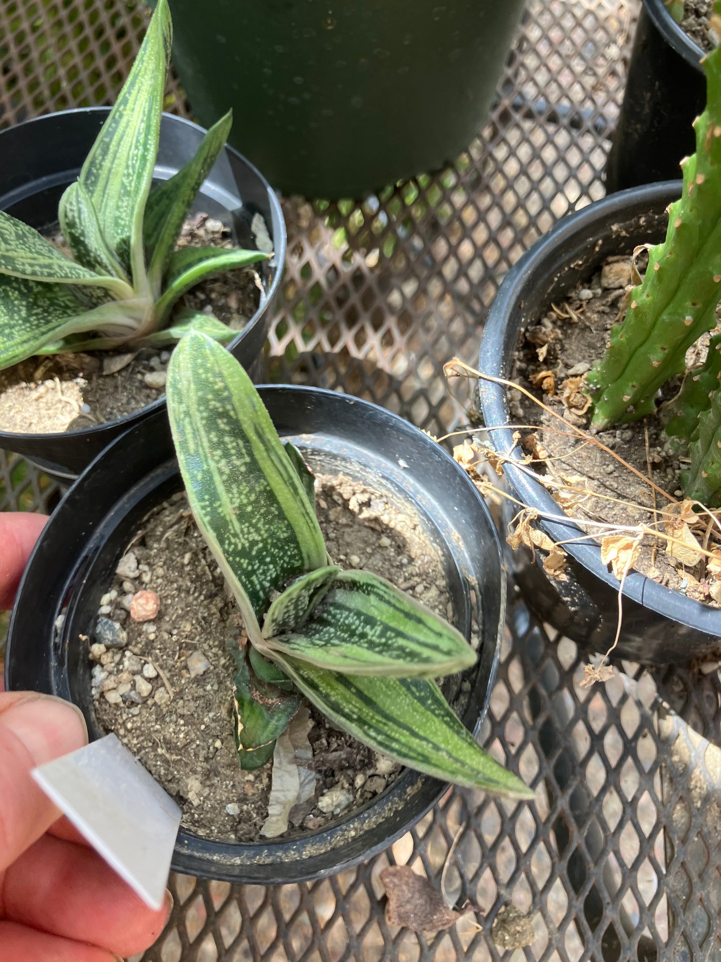 Gasteria Little Warty 3.5”Wide #35W