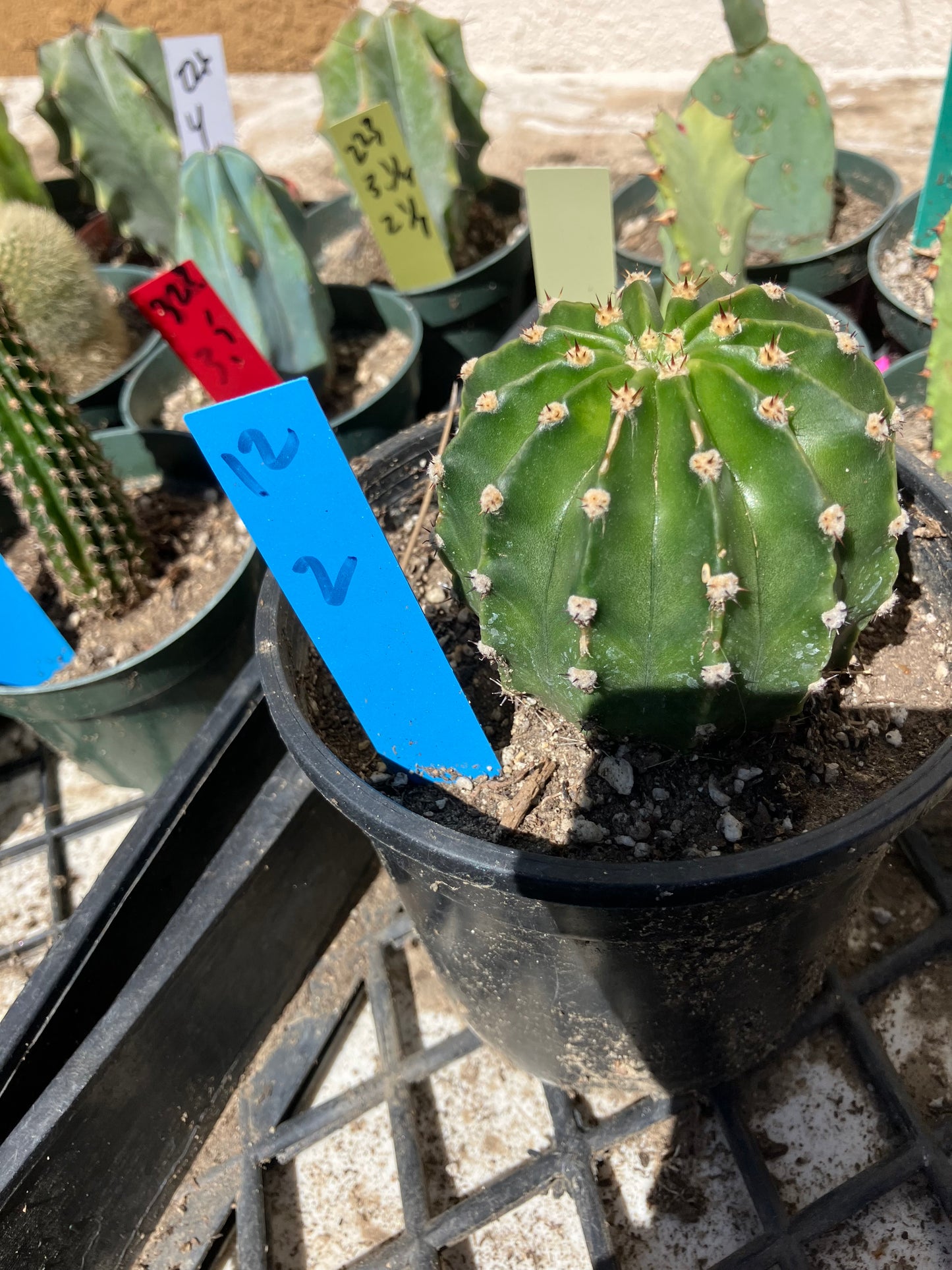 Echinopsis oxygona White Easter Lily 2" Diameter #12B