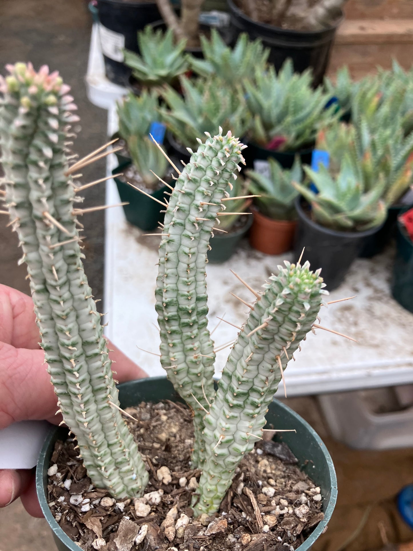 Euphorbia mammillarias variegata Corn Cob 5"Tall #5W