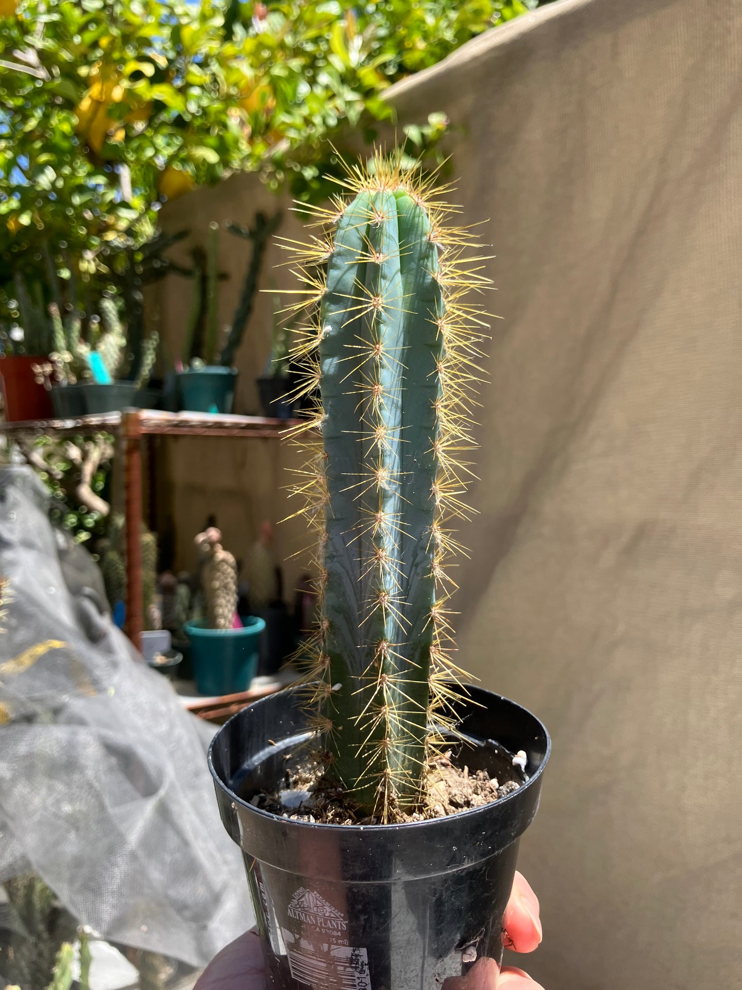 Pilosocereus Blue Azureus Cactus 7"Tall #45G