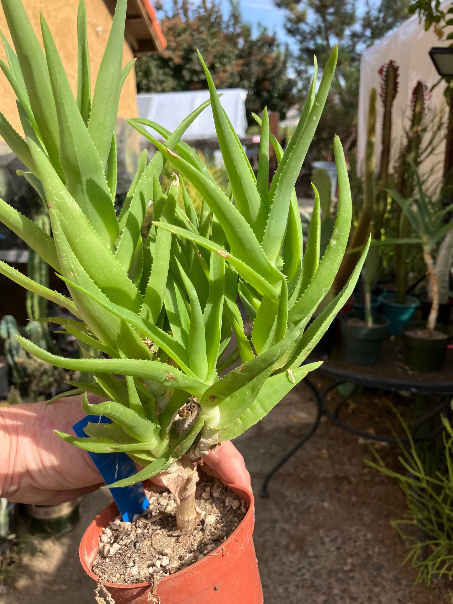 Aloe Ciliaris x Delaeti Hybrid Climbing Succulent 11”Tall 7"Wide #113B