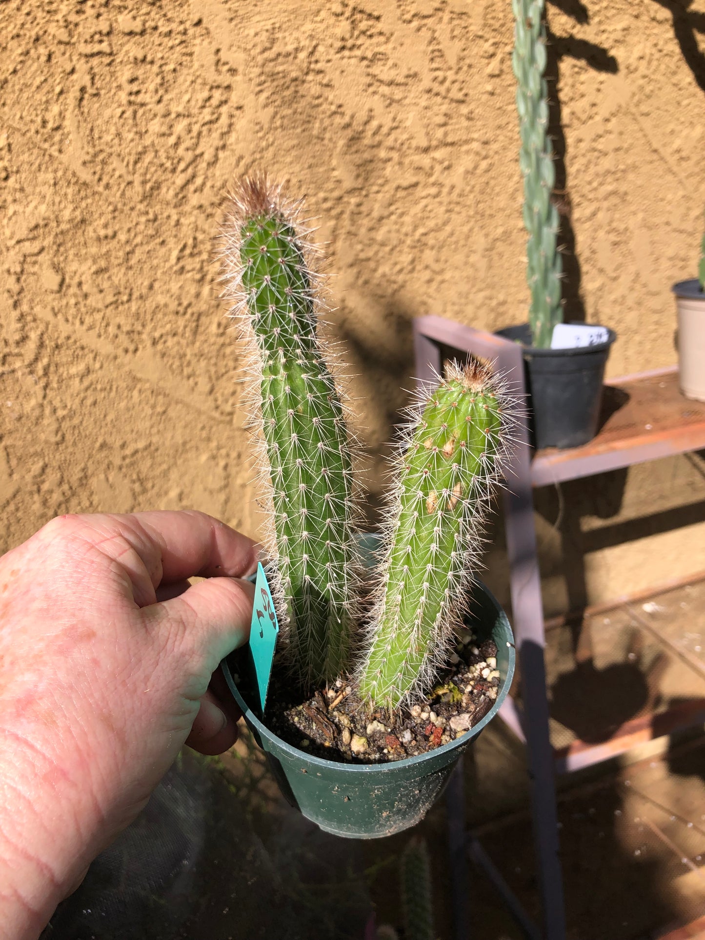 Echinocereus pensilis Snake Cactus Plant 5"Tall #500G