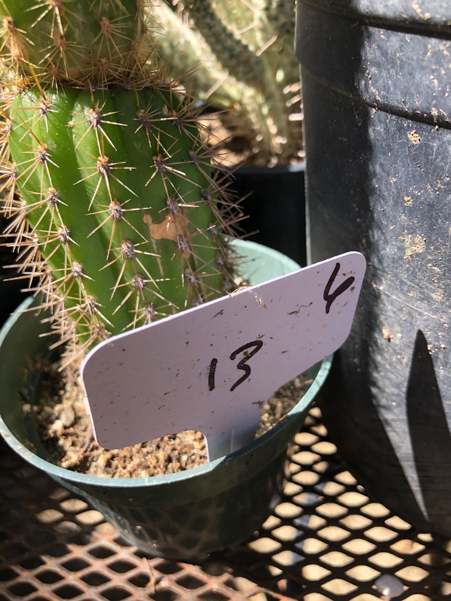 Trichocereus spachianus Golden Torch Cactus 6"Tall #13W