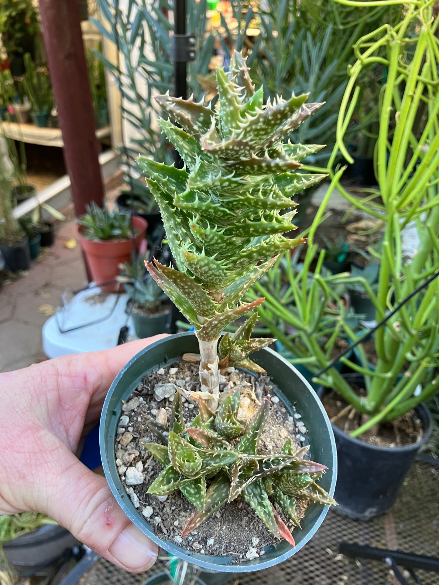 Aloe juvenna Tiger Tooth Succulent 6"Tall #6B