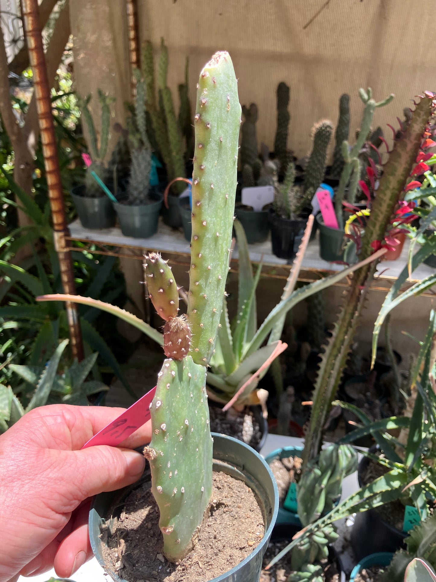 Opuntia Emerald wave Cactus 9”Tall 5" Wide #91P