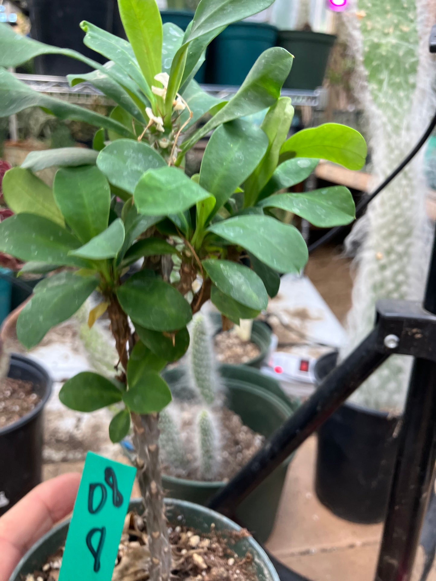 Euphorbia milii White Crown of Thorns No Roots Yet 8"Tall  #08G