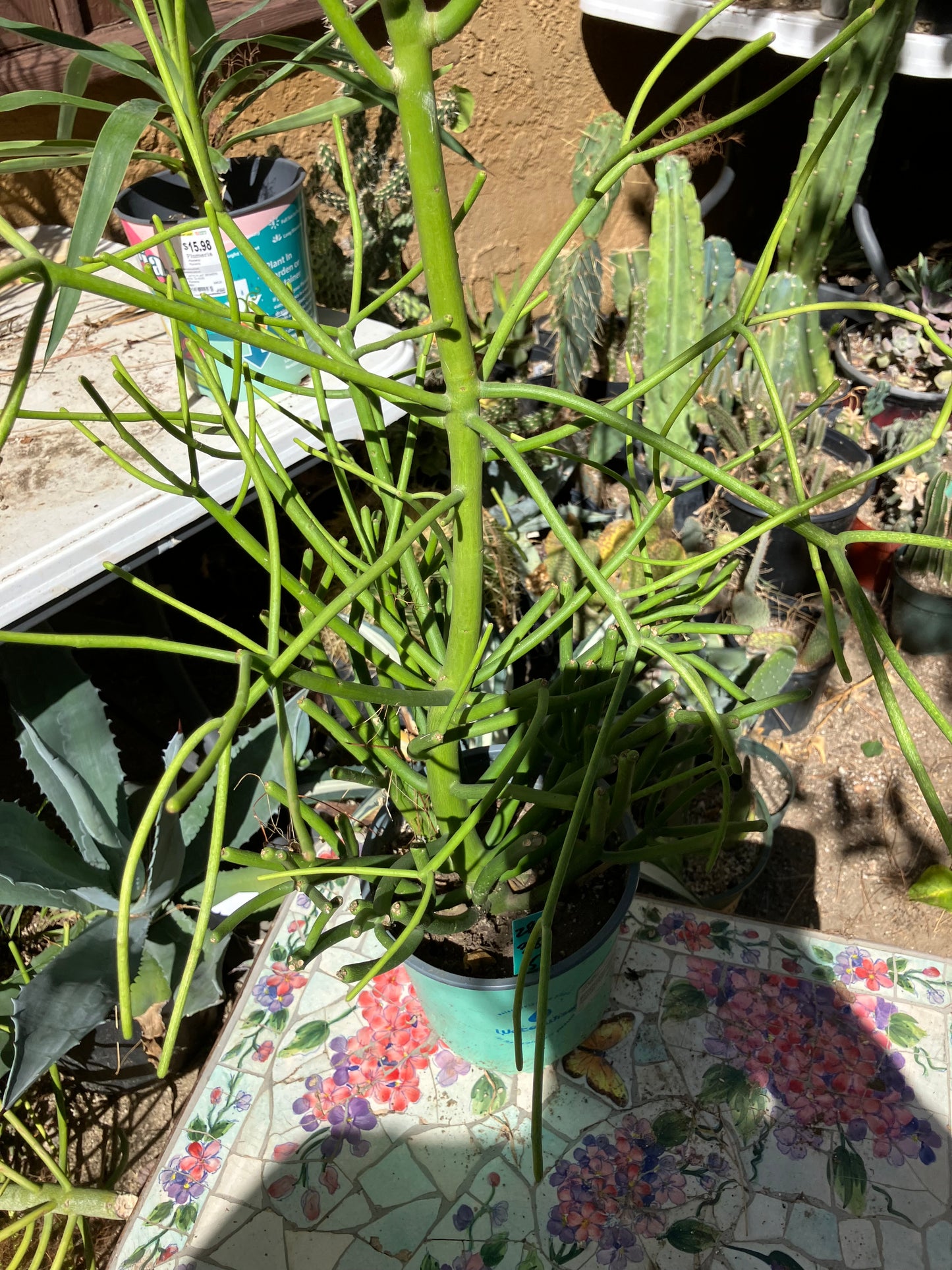 Euphorbia tirucalli Pencil Cactus/Succulent 38"Tall 15"Wide #28G